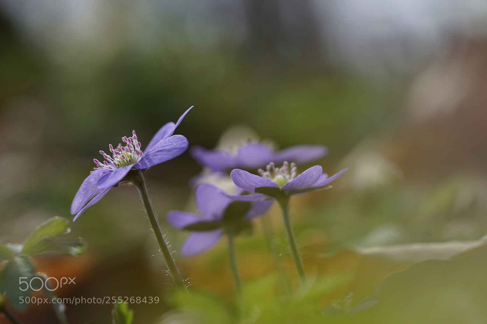 Sony a6000 sample photo. Anemone photography