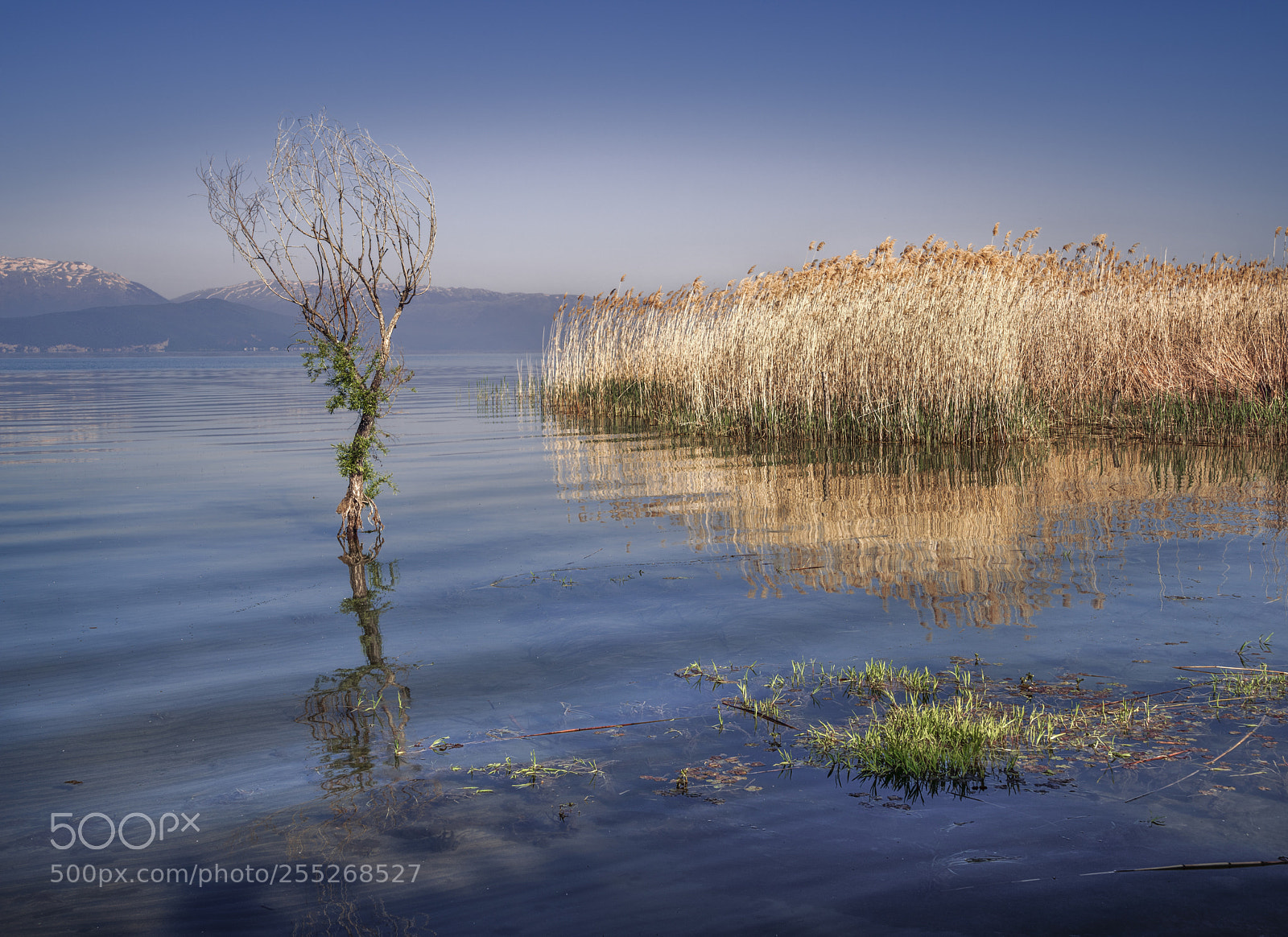 Pentax K-1 sample photo. Water tree photography