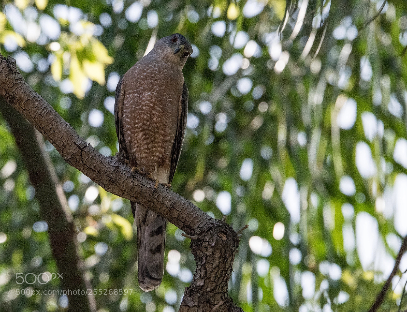 Nikon D810 sample photo. Coopers hawk - 1 photography