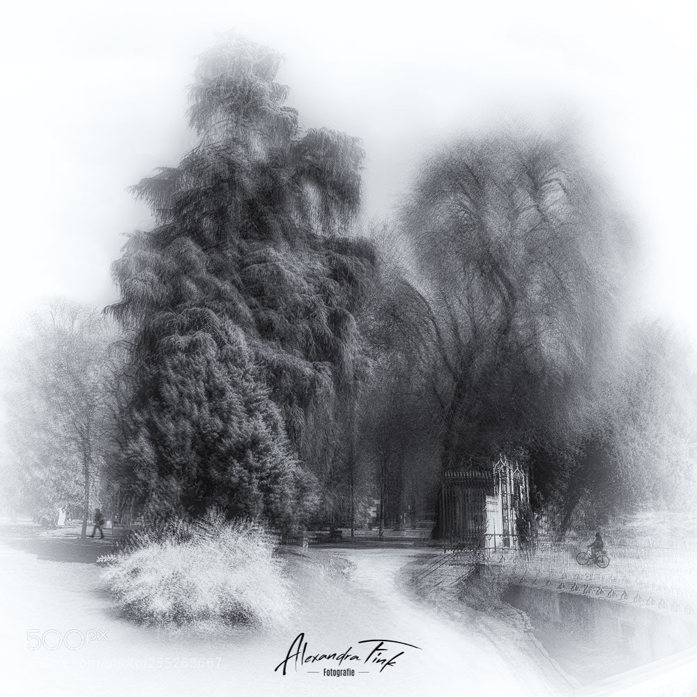 Nikon D850 sample photo. In the park photography