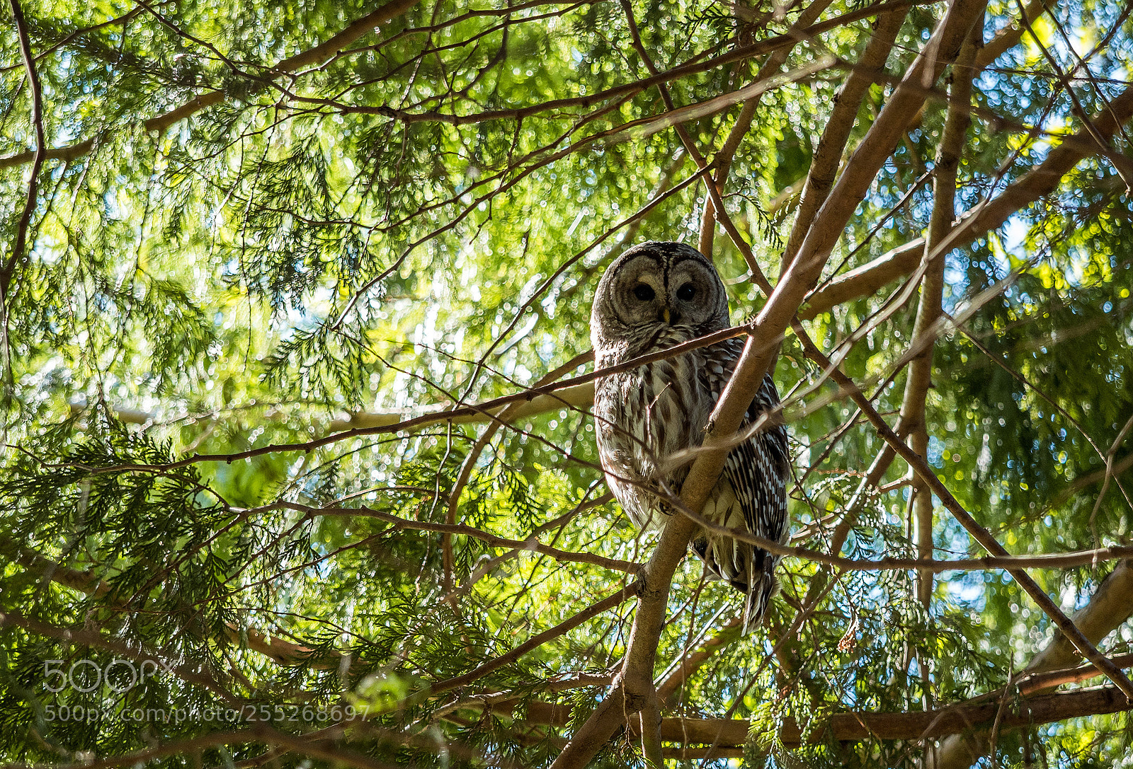 Olympus OM-D E-M5 II sample photo. Owl in the woods photography