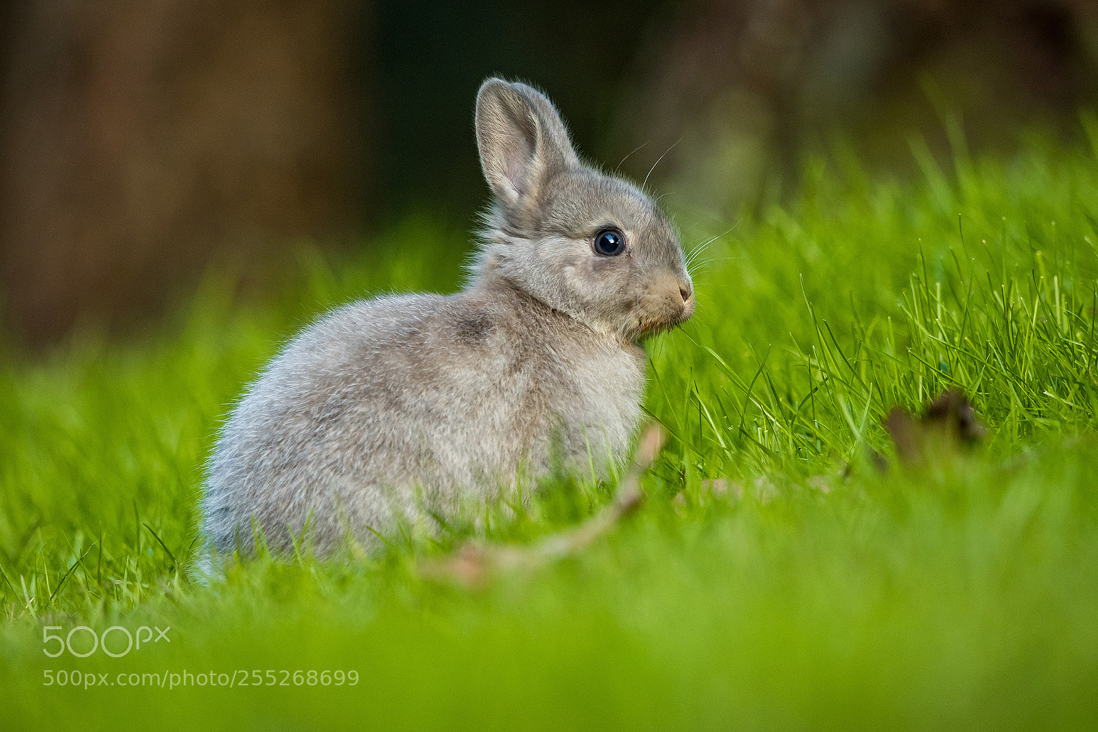 Olympus OM-D E-M5 II sample photo. Bunny eating grass photography