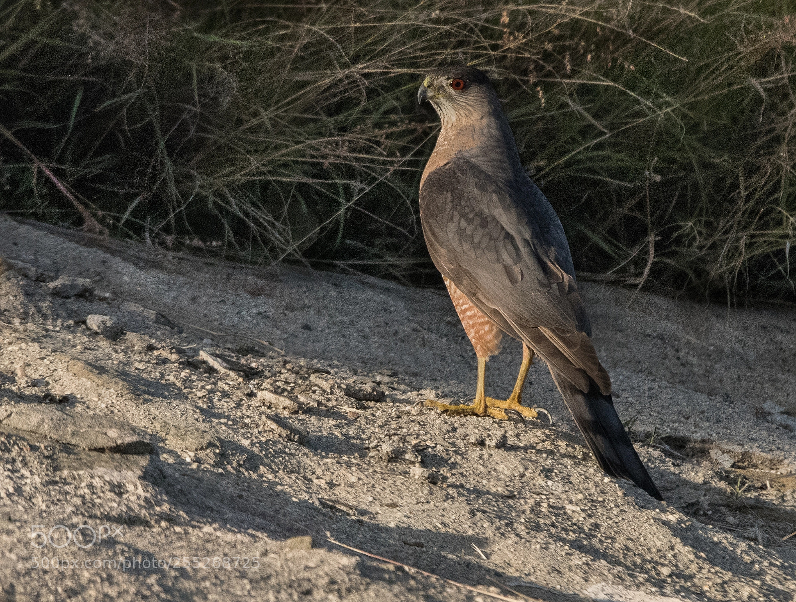 Nikon D810 sample photo. Coopers hawk - 2 photography