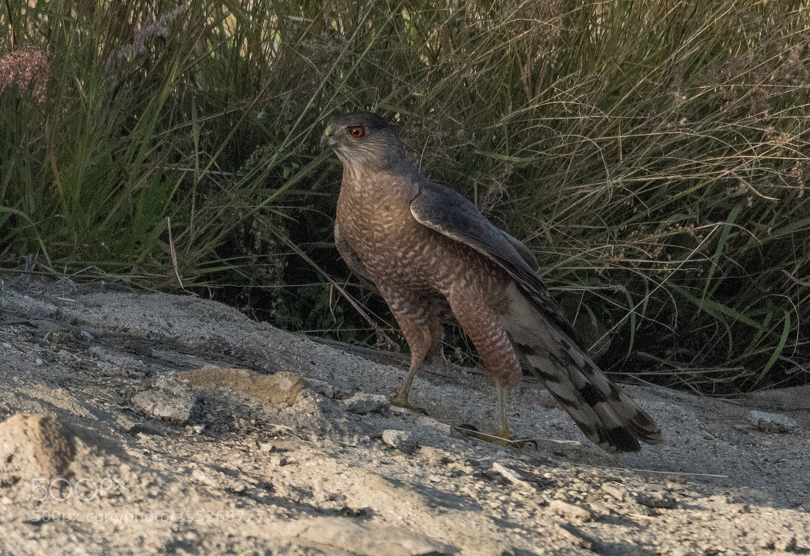 Nikon D810 sample photo. Coopers hawk - 3 photography