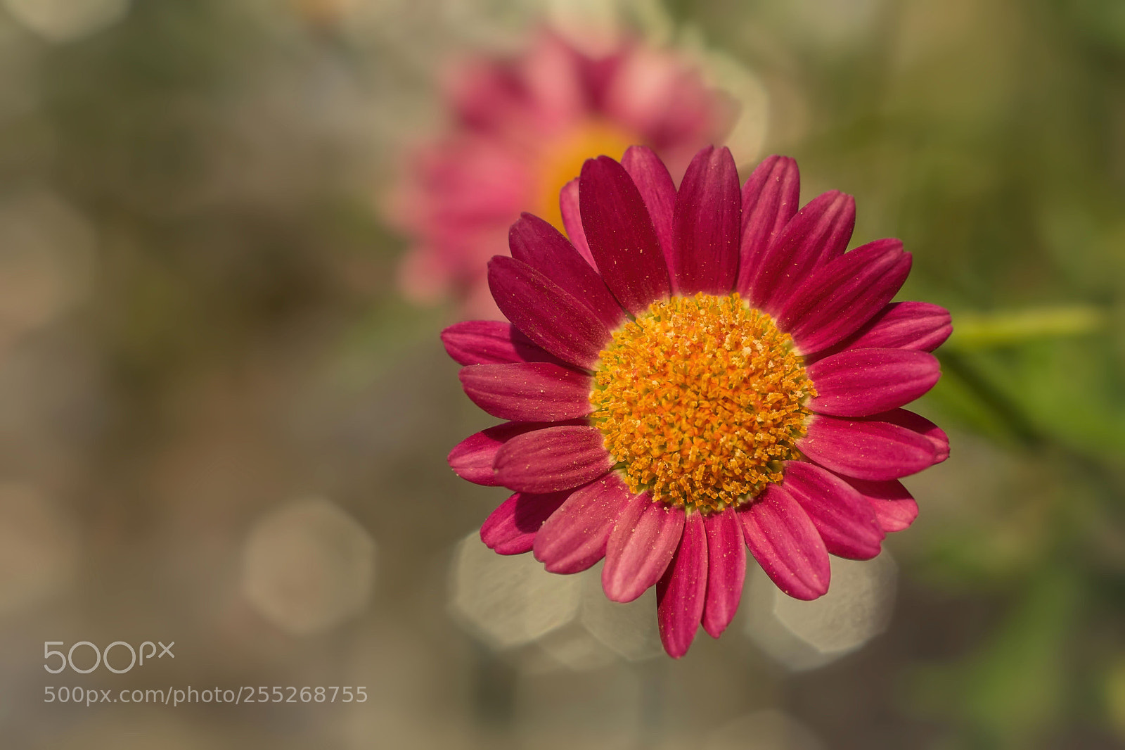 Fujifilm X-T1 sample photo. Gartenaster photography