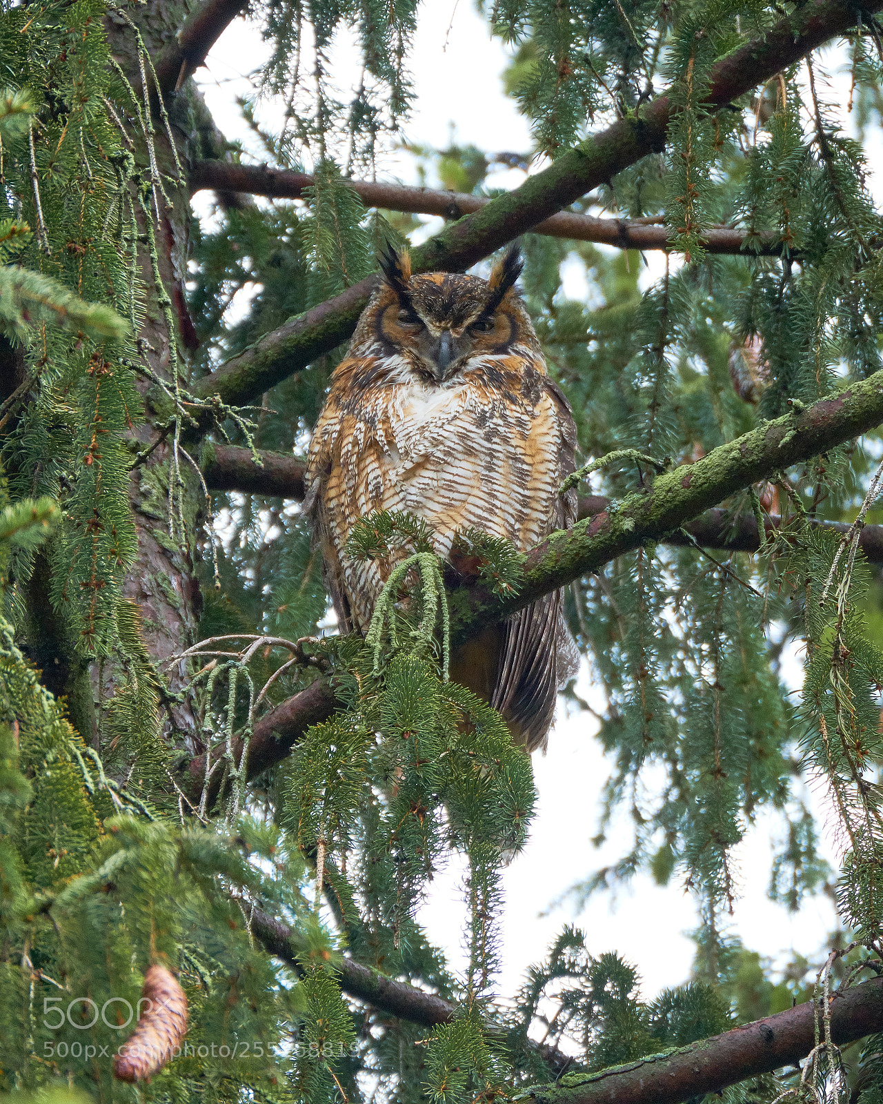 Fujifilm X-T2 sample photo. Mama owl photography