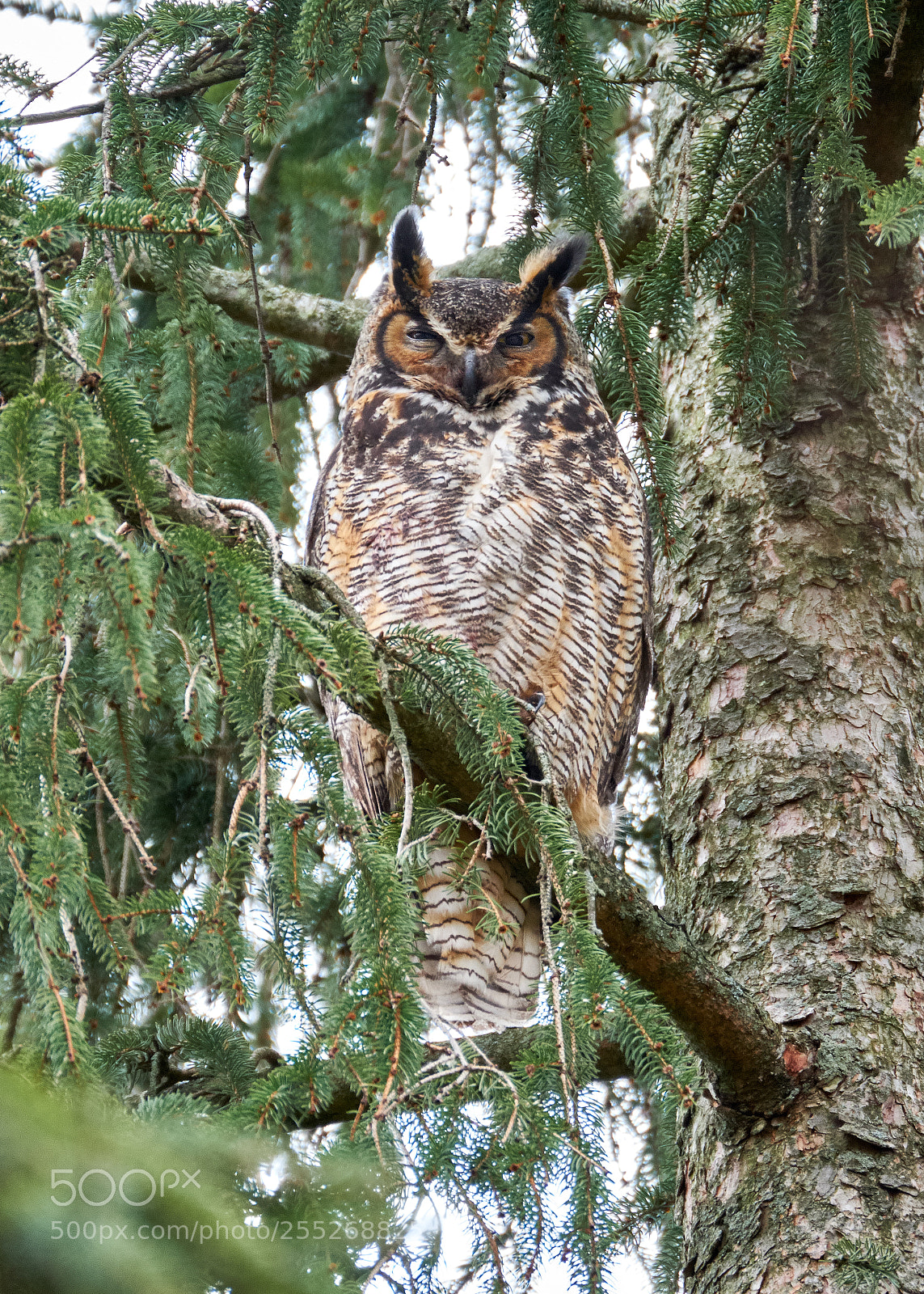 Fujifilm X-T2 sample photo. Papa owl photography