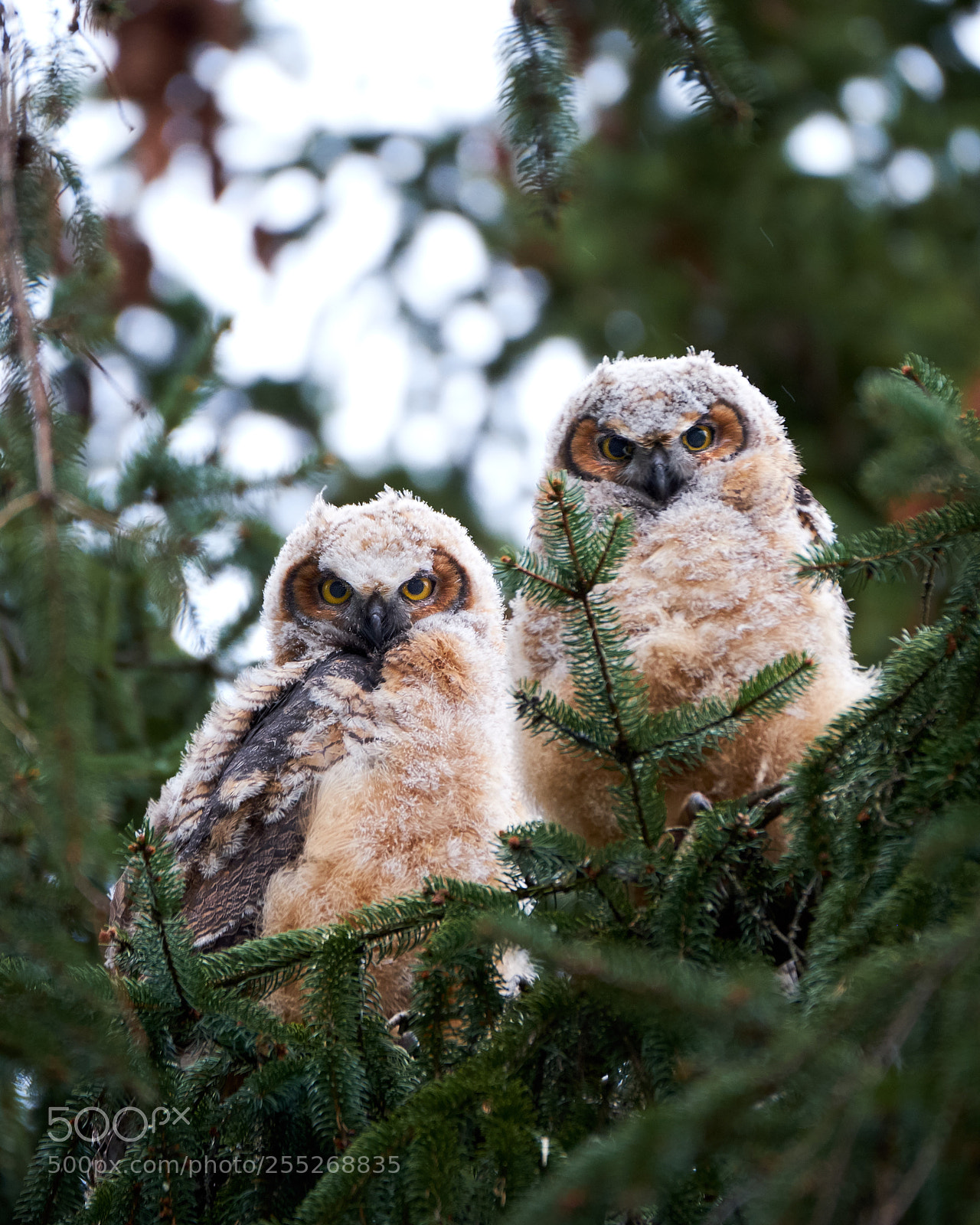 Fujifilm X-T2 sample photo. Baby owls photography