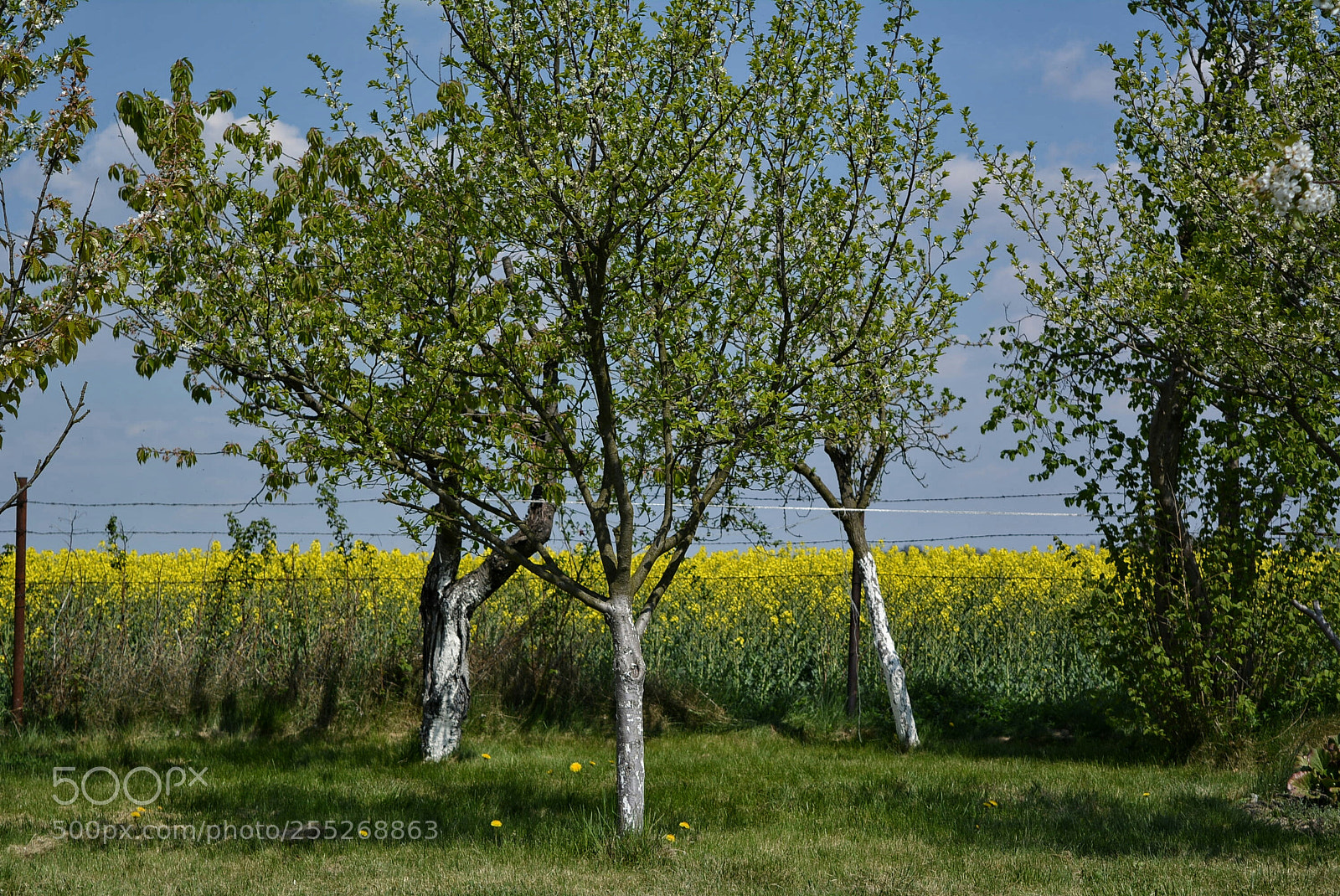 Nikon D5200 sample photo. ... photography