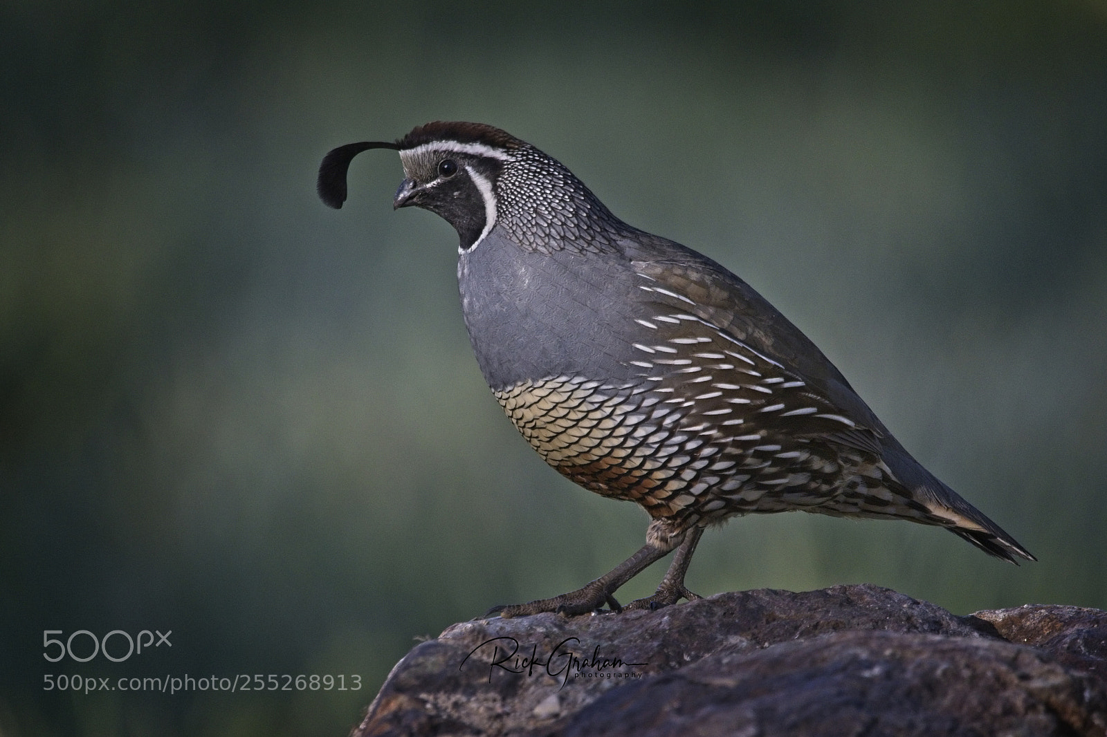 Canon EOS 80D sample photo. California quail photography