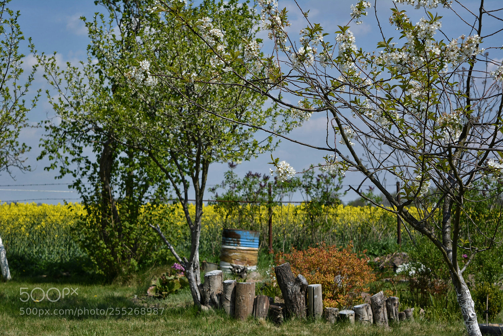 Nikon D5200 sample photo. .... photography