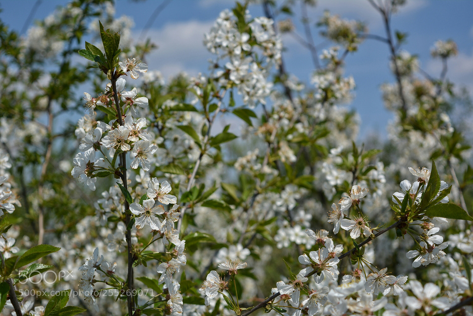 Nikon D5200 sample photo. ..... photography