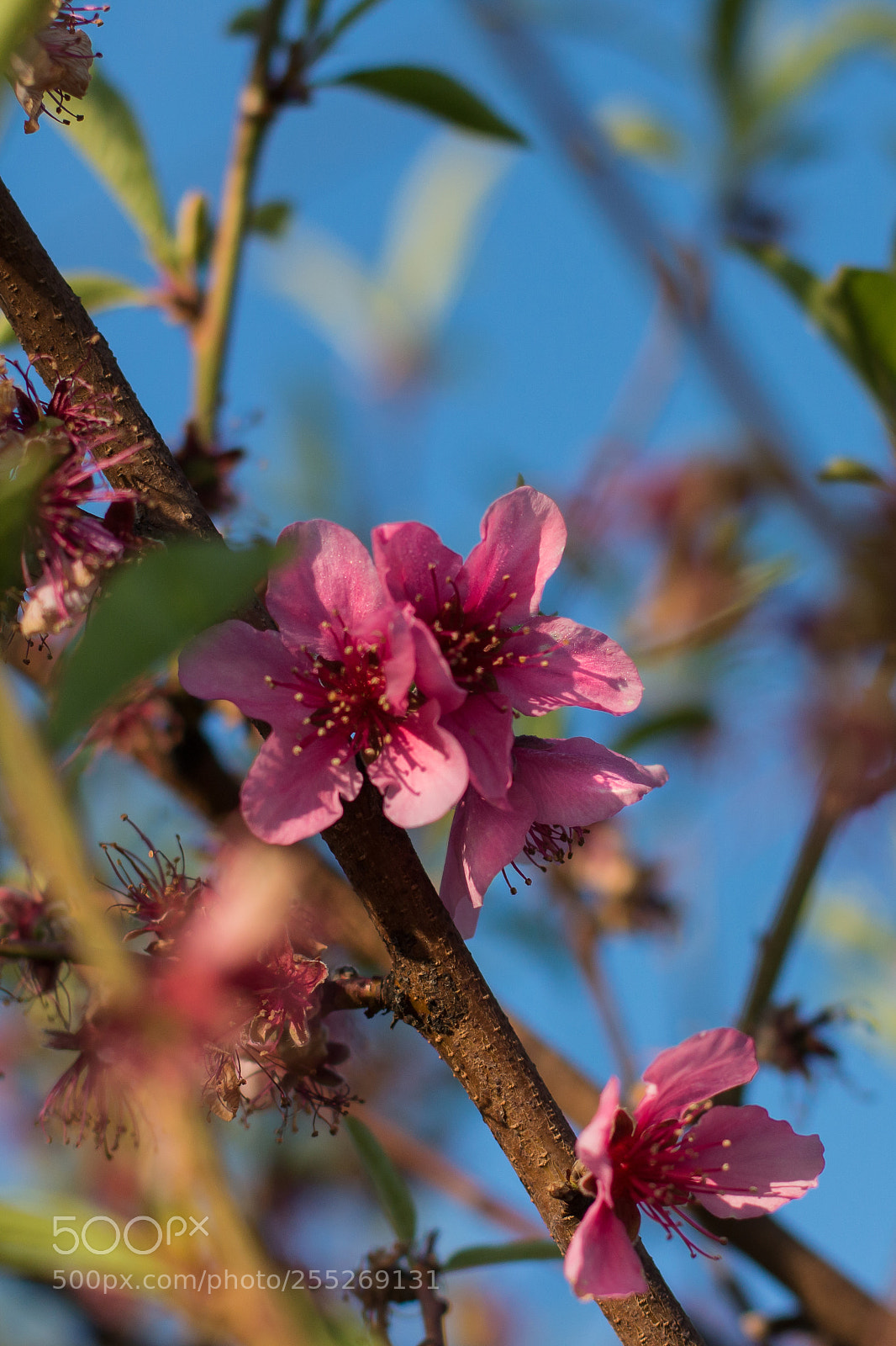 Canon EOS 70D sample photo. Pink on blue photography