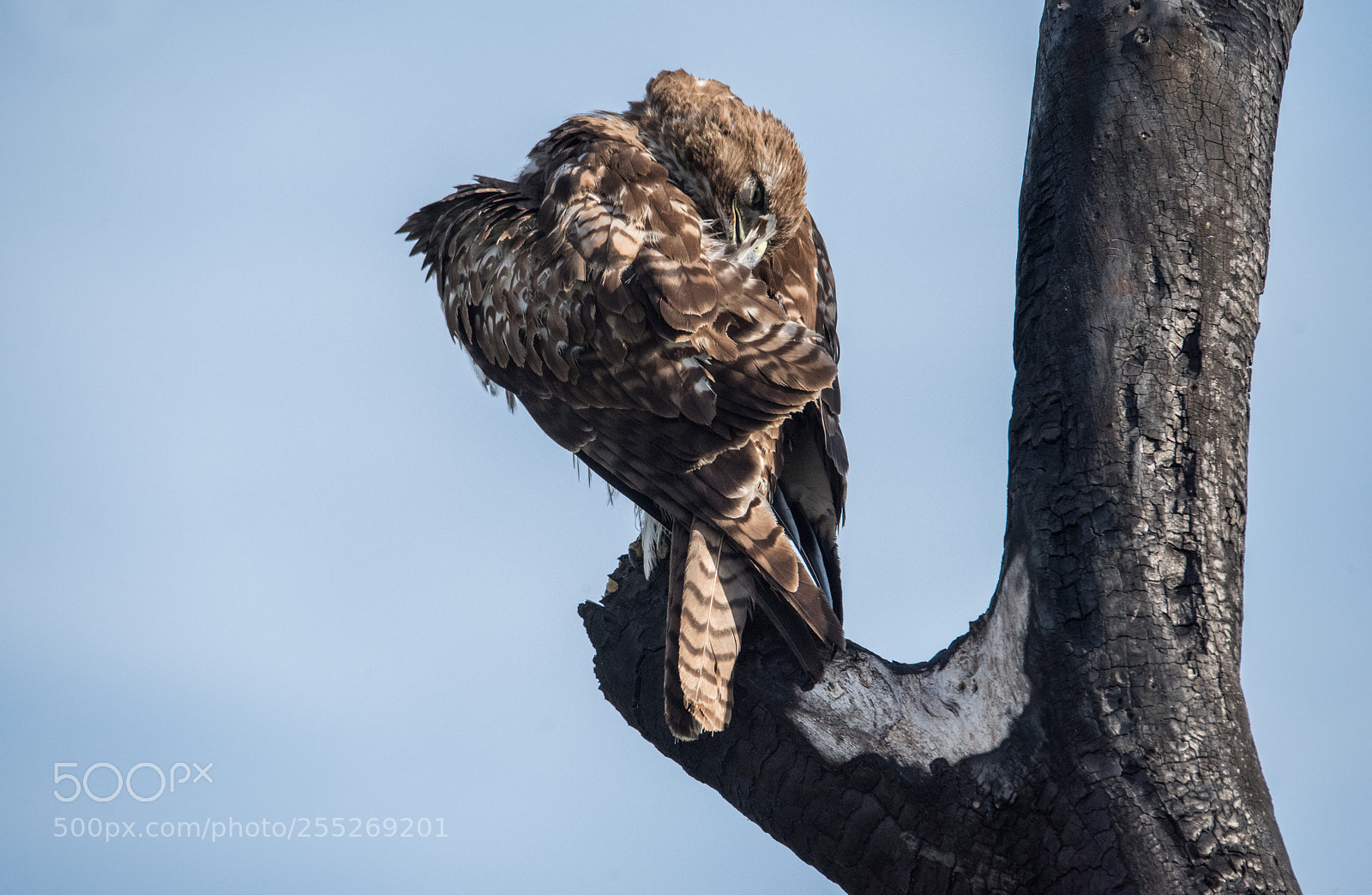 Nikon D810 sample photo. Red tail hawk sepulveda photography