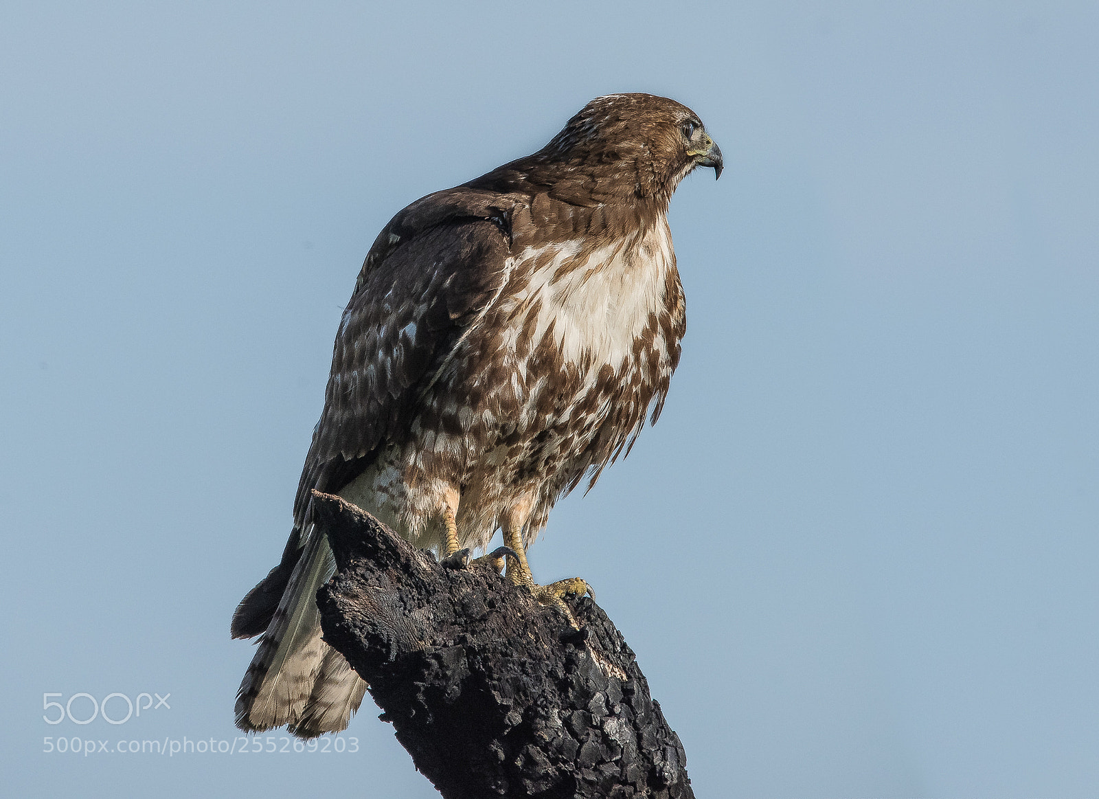 Nikon D810 sample photo. Red tail hawk sepulveda photography