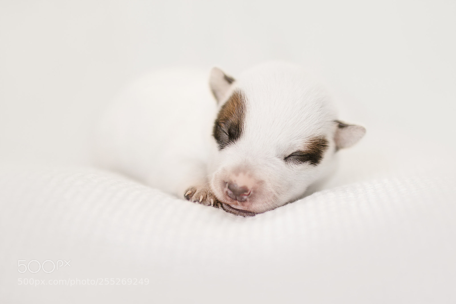 Canon EOS 70D sample photo. Australian cattle dog puppy photography