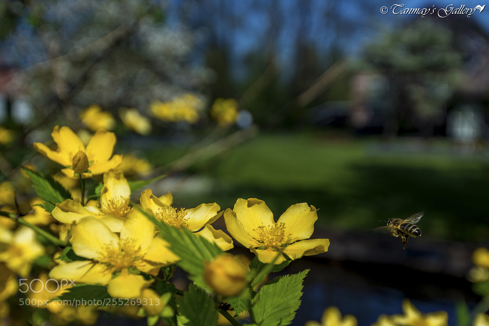 Nikon D7100 sample photo. Blossoms photography