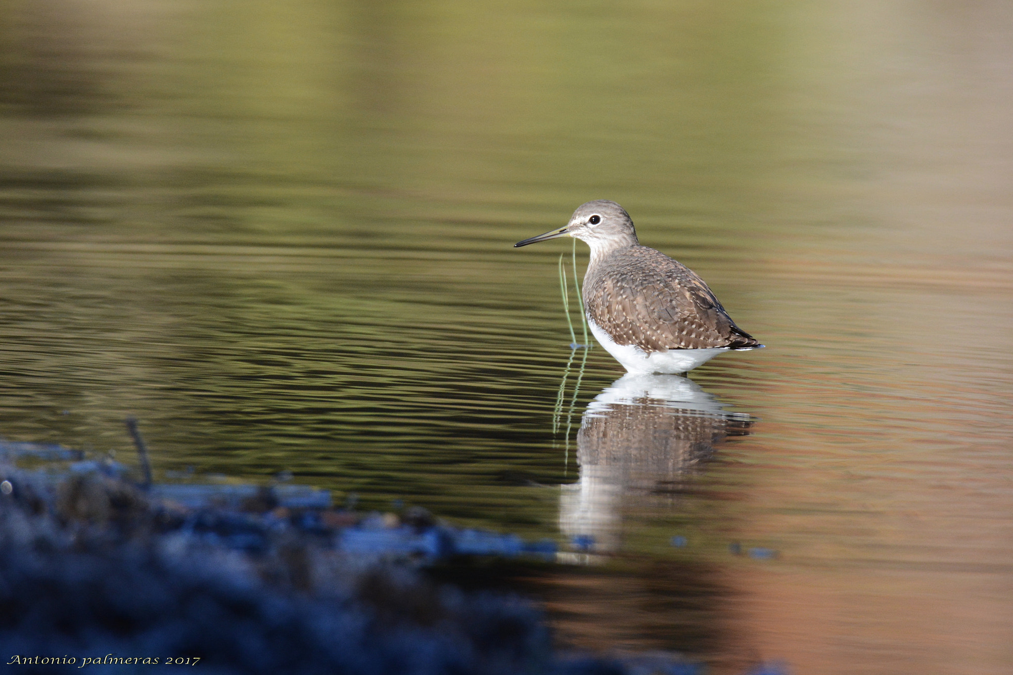 Nikon D7100 + Sigma 150-600mm F5-6.3 DG OS HSM | S sample photo. Andarríos grande (tringa ochropus) photography