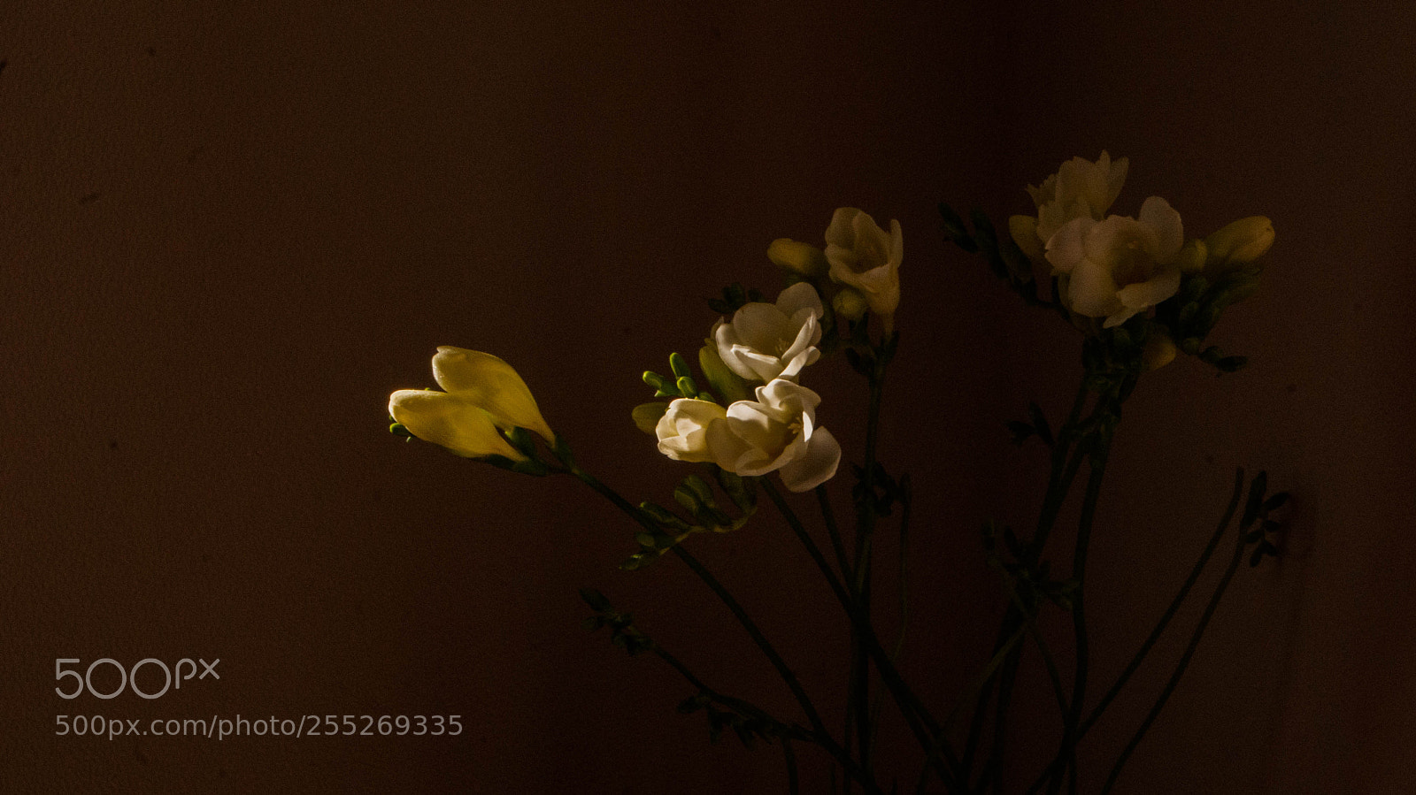 Sony Alpha DSLR-A230 sample photo. Freesia photography