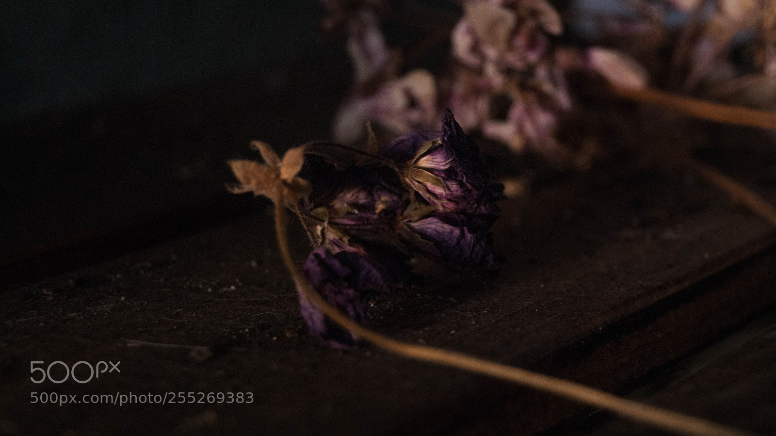 Sony Alpha DSLR-A230 sample photo. Dry geranium photography