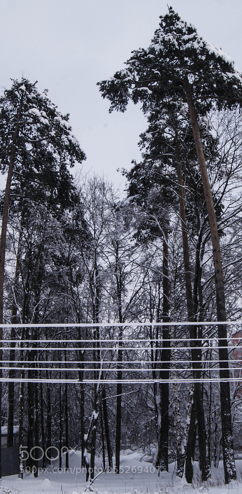 Sony Alpha DSLR-A230 sample photo. Tall trees photography