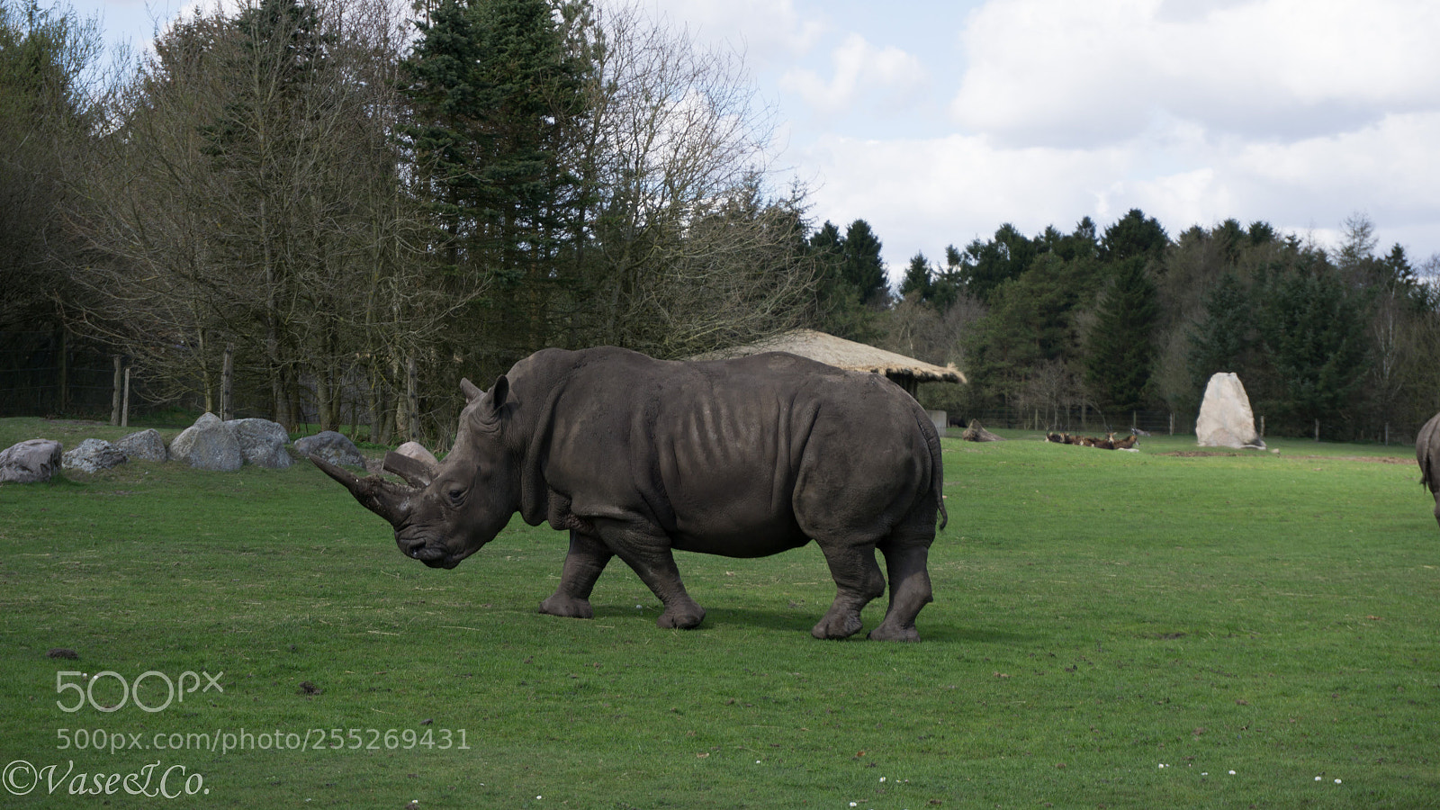 Sony a6000 sample photo. Lonely rhino photography