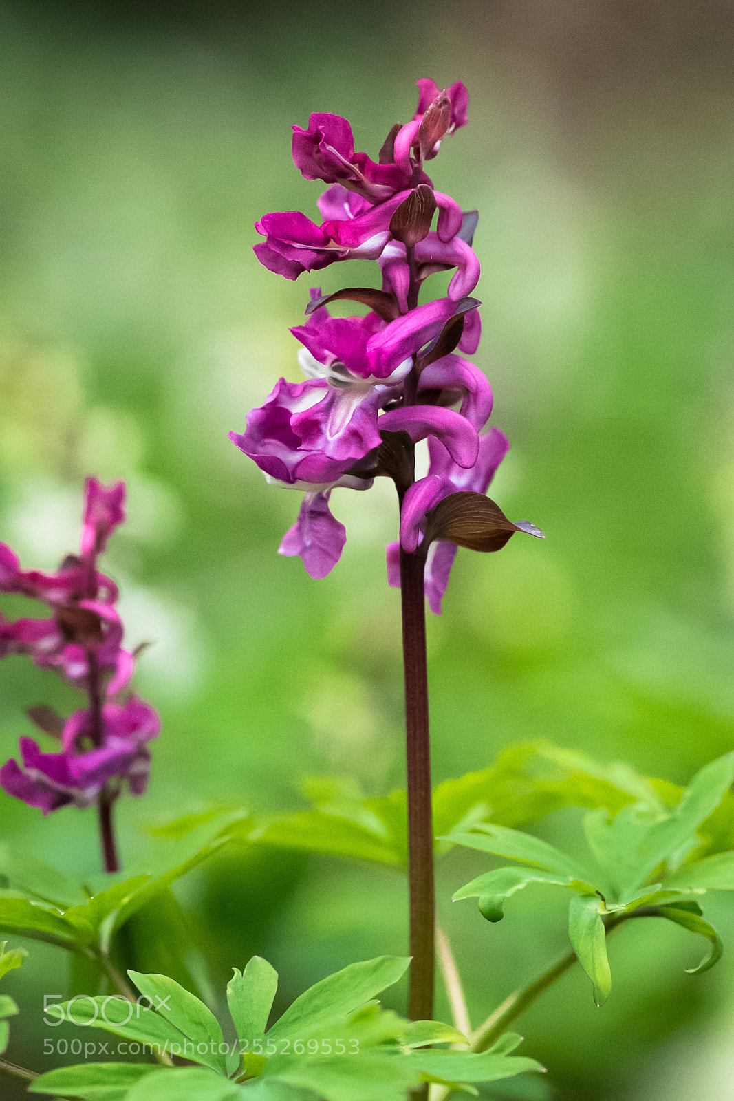 Canon EOS 80D sample photo. Corydalis bulbosa photography