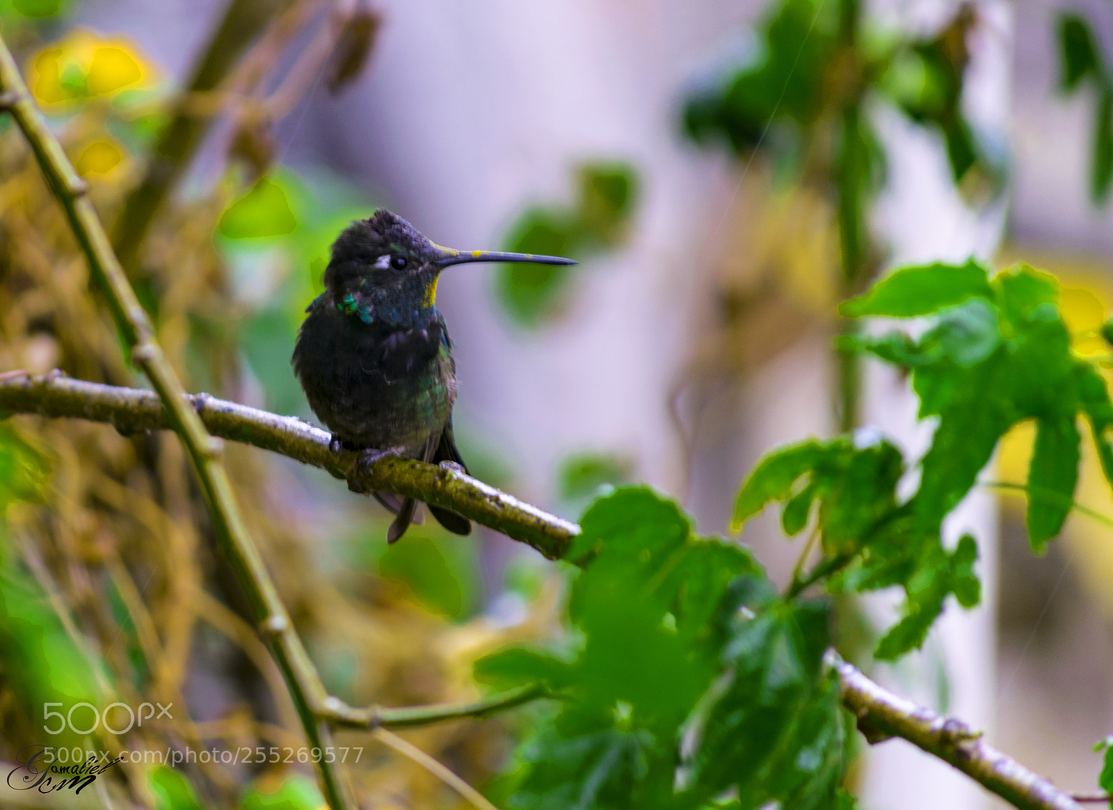 Nikon D3300 sample photo. Colibri photography