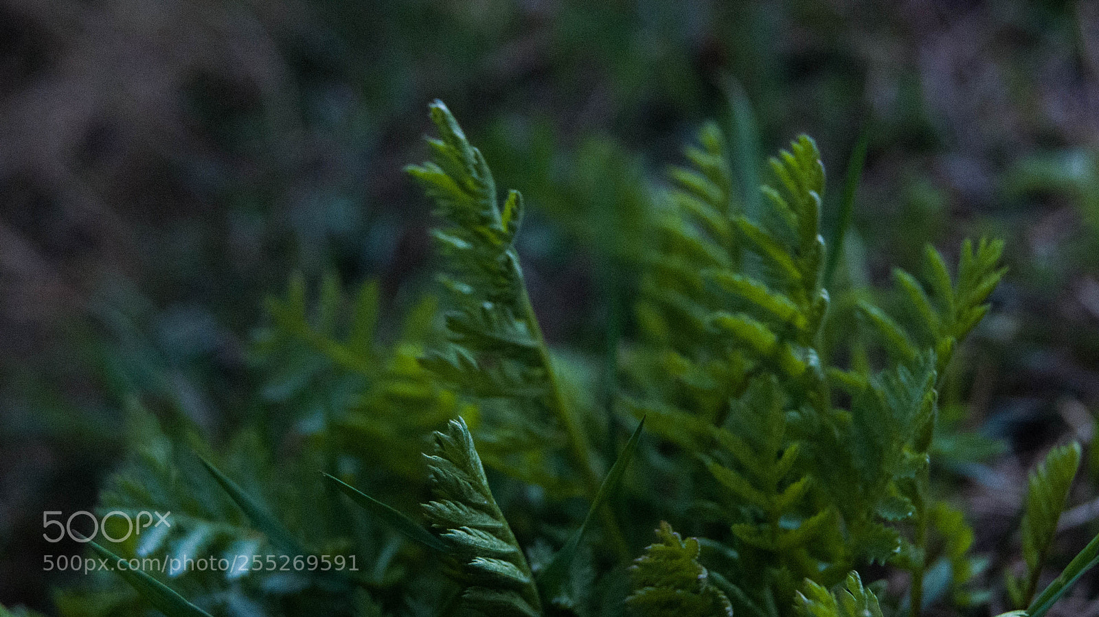 Sony Alpha DSLR-A230 sample photo. Sony dslr-a230 kit photography