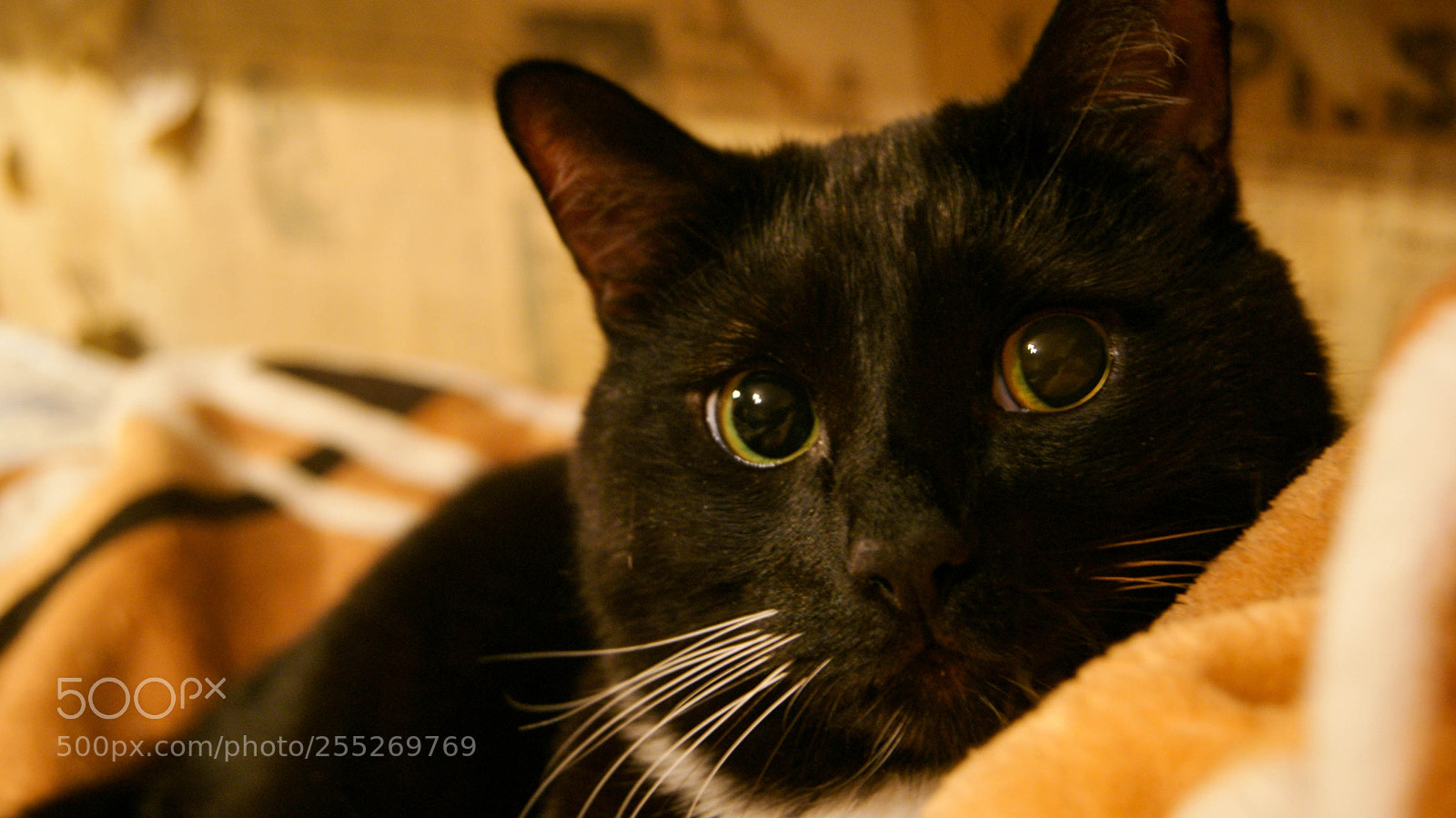 Sony Alpha DSLR-A230 sample photo. Sony dslr-a230 kit photography