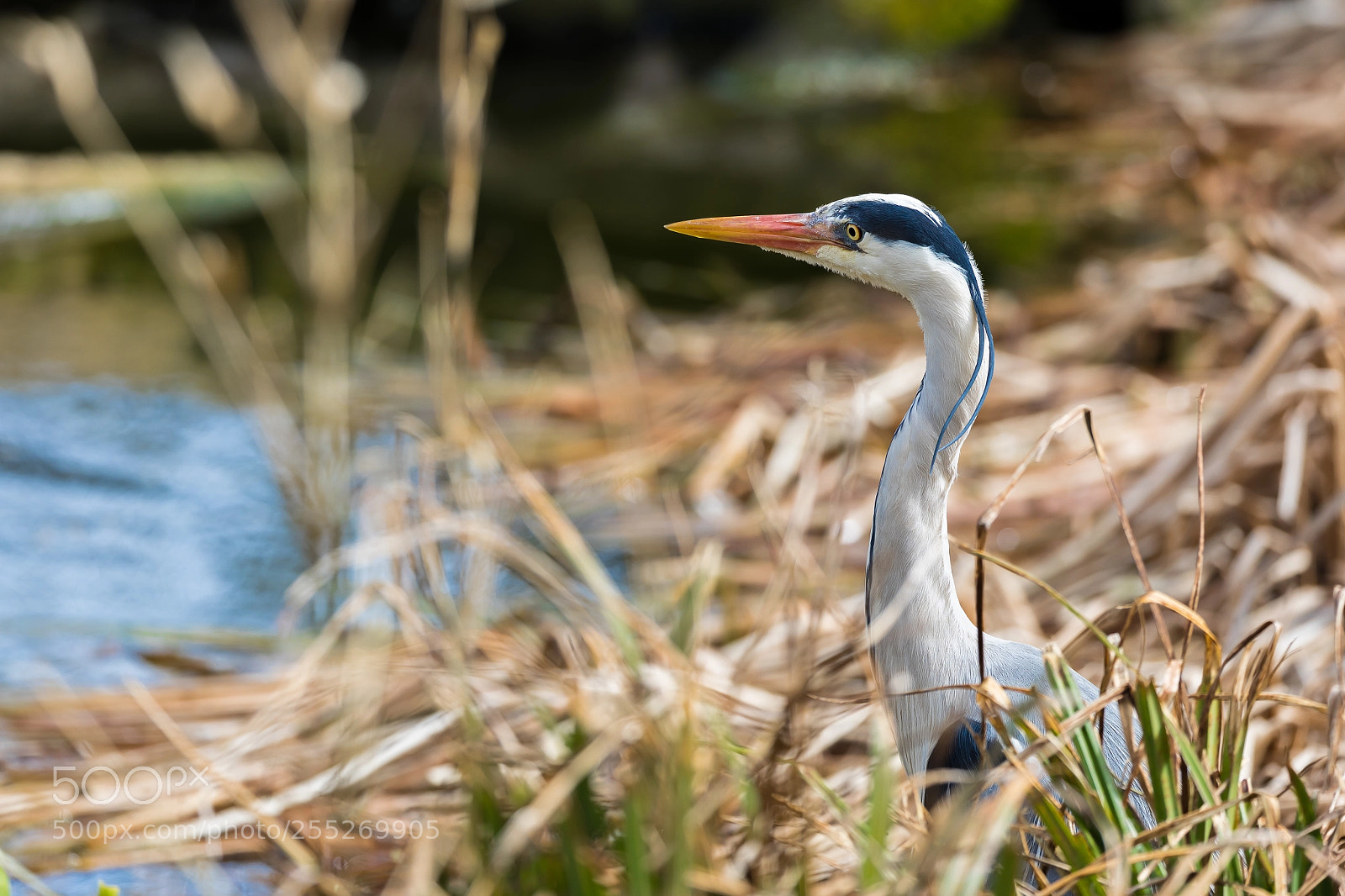 Canon EOS 5D Mark IV sample photo. Heron photography
