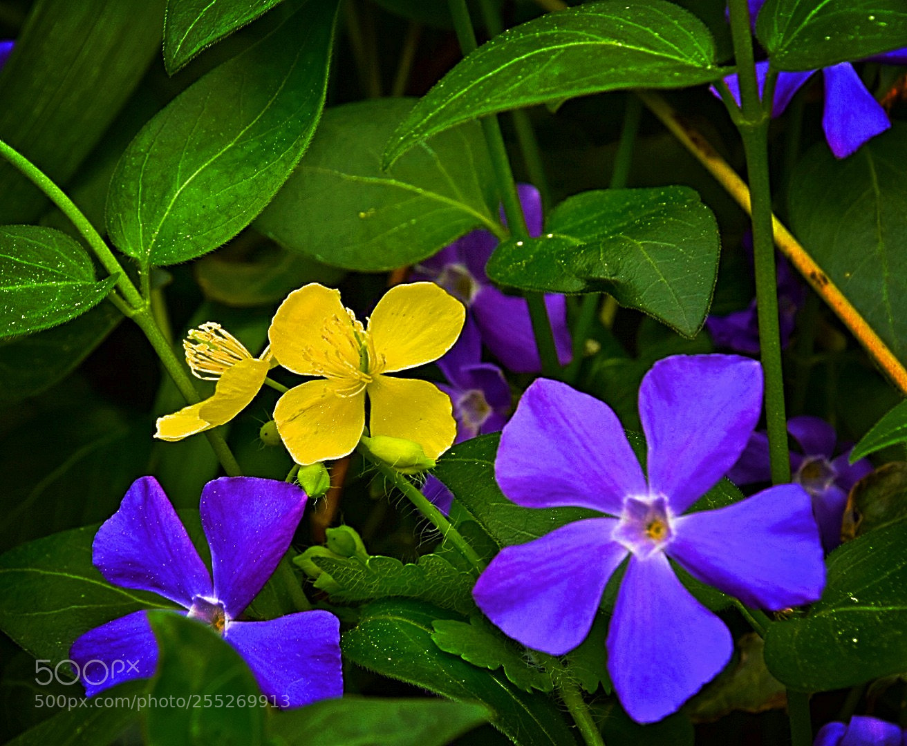 Nikon D5300 sample photo. Eine rapsbl te auf photography