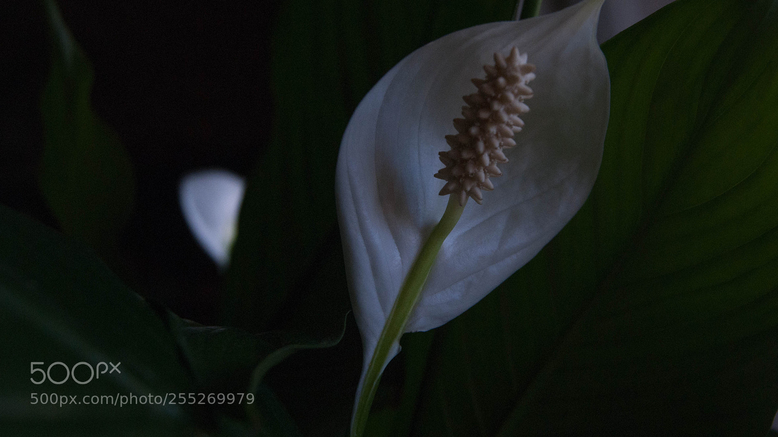 Sony Alpha DSLR-A230 sample photo. Sony dslr-a230 kit photography