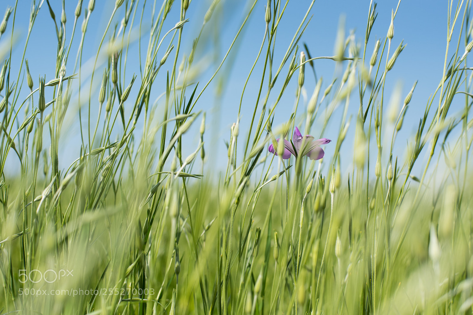 Nikon D810 sample photo. Agrostemma photography