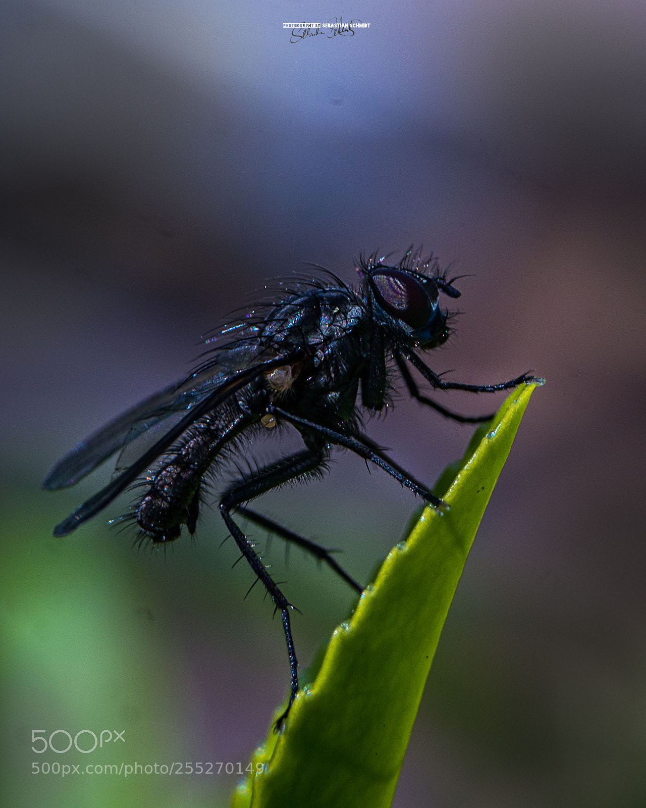 Panasonic Lumix DMC-G6 sample photo. Black fly photography