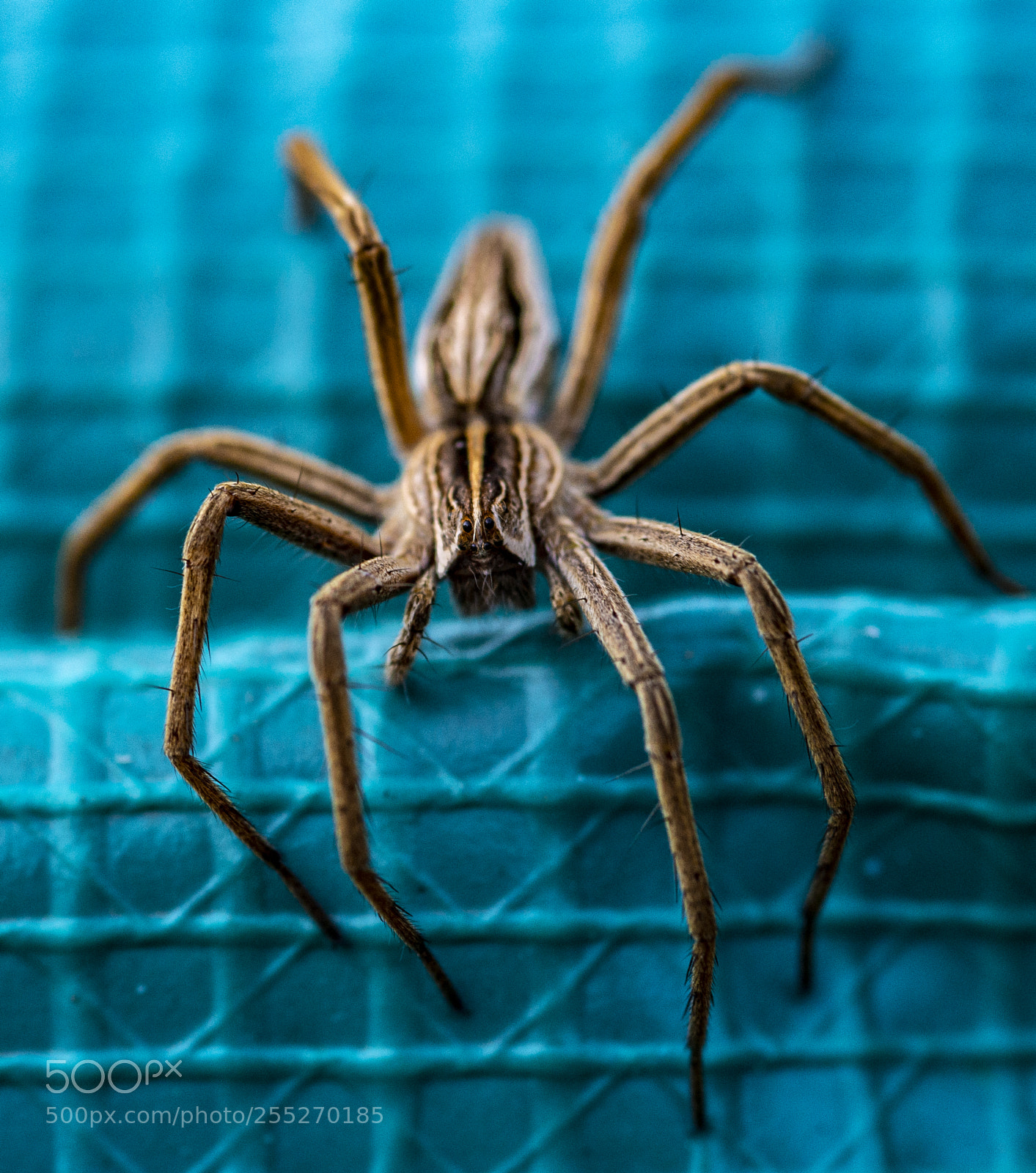 Nikon D800 sample photo. Eightlegged beauty photography