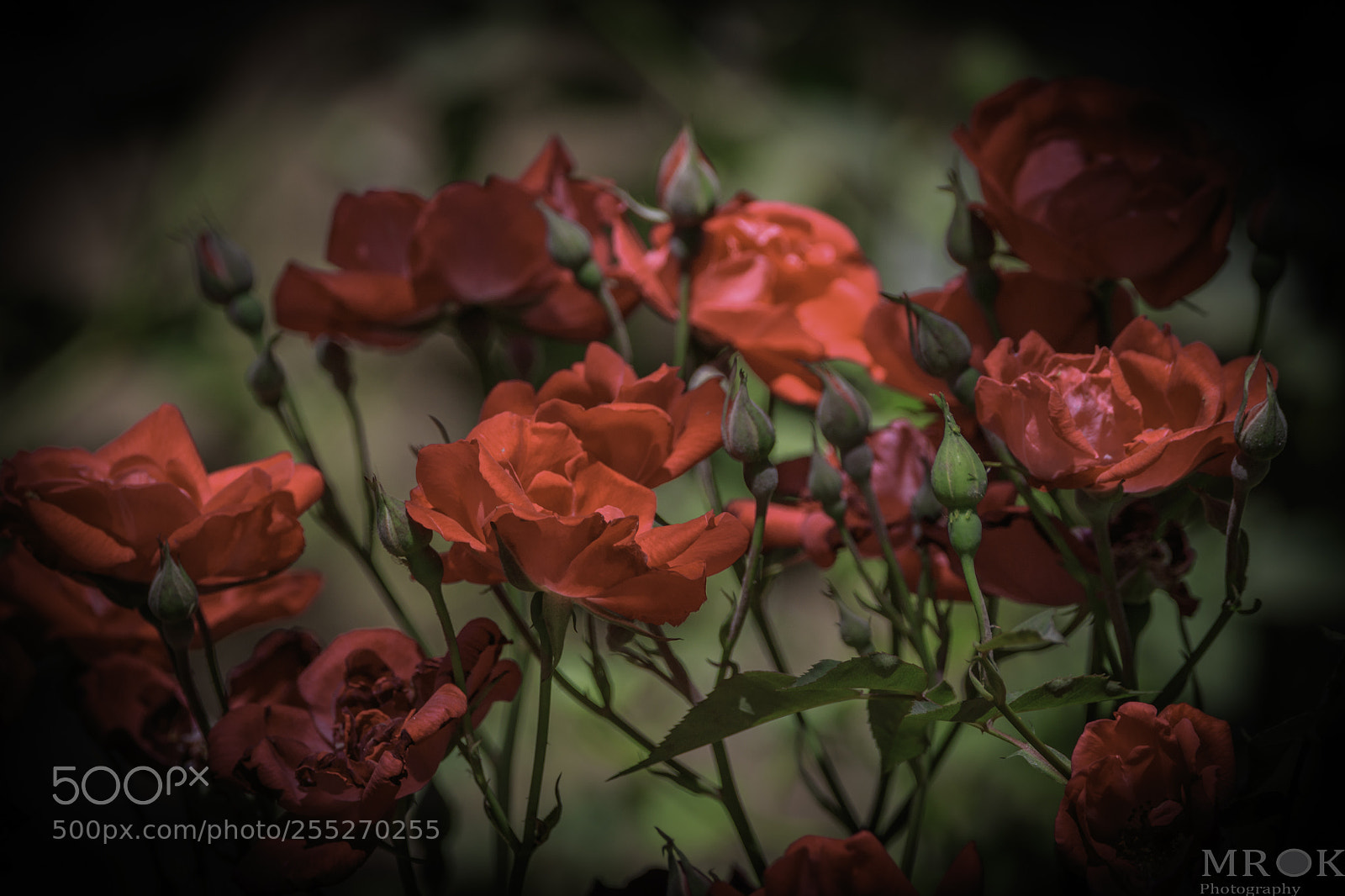 Canon EOS 7D Mark II sample photo. Evarose photography