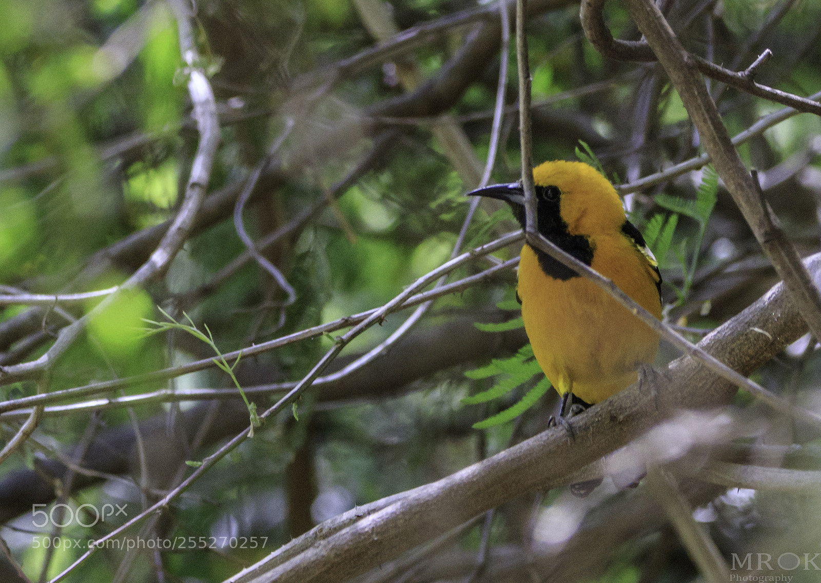 Canon EOS 7D Mark II sample photo. Evaoriole photography
