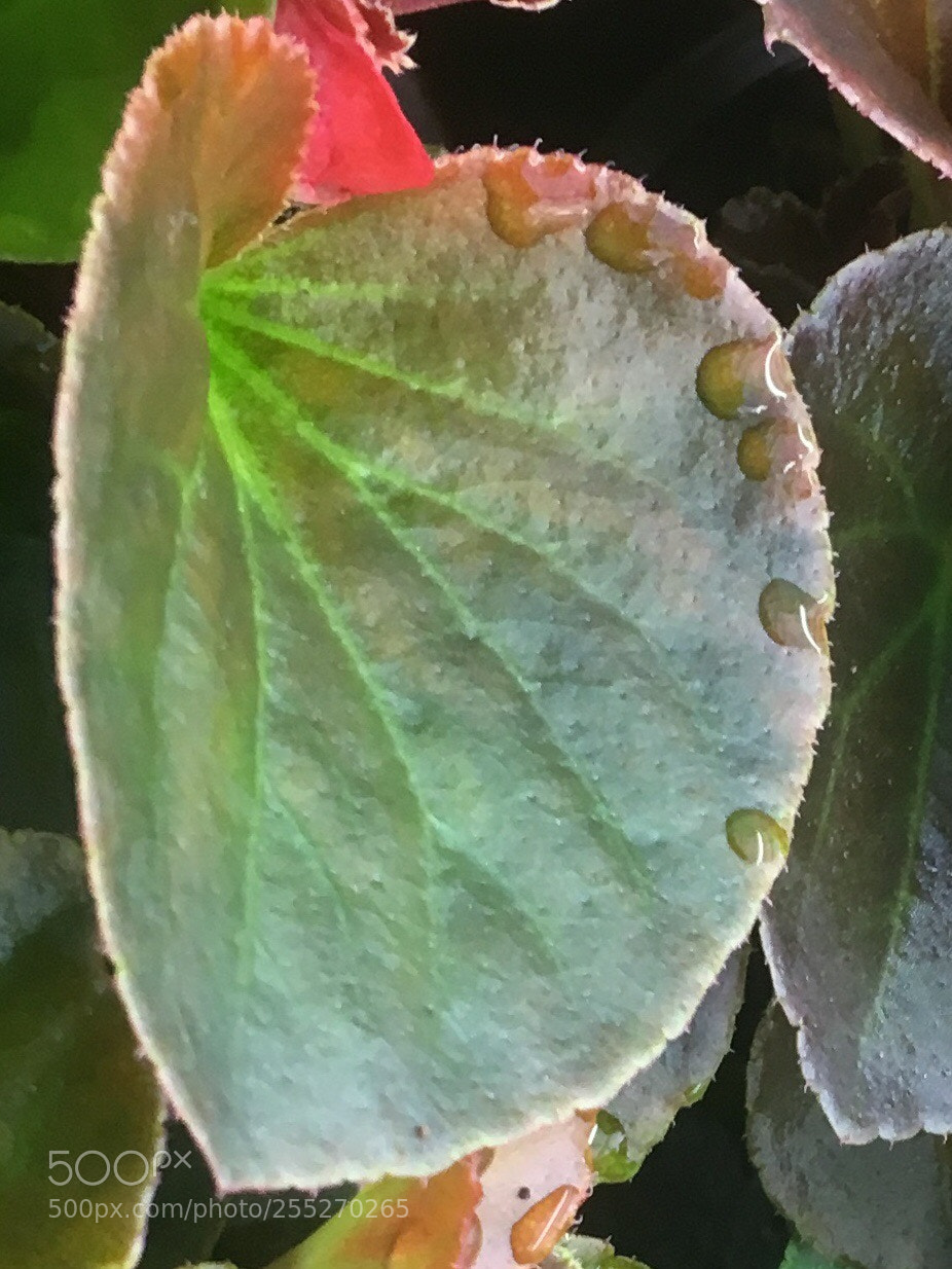Apple iPhone SE sample photo. Untitled photography