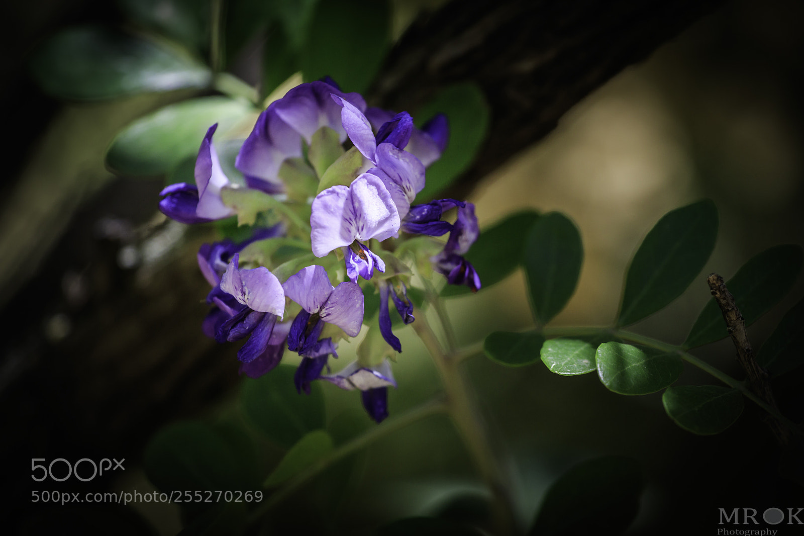 Canon EOS 7D Mark II sample photo. Eva photography