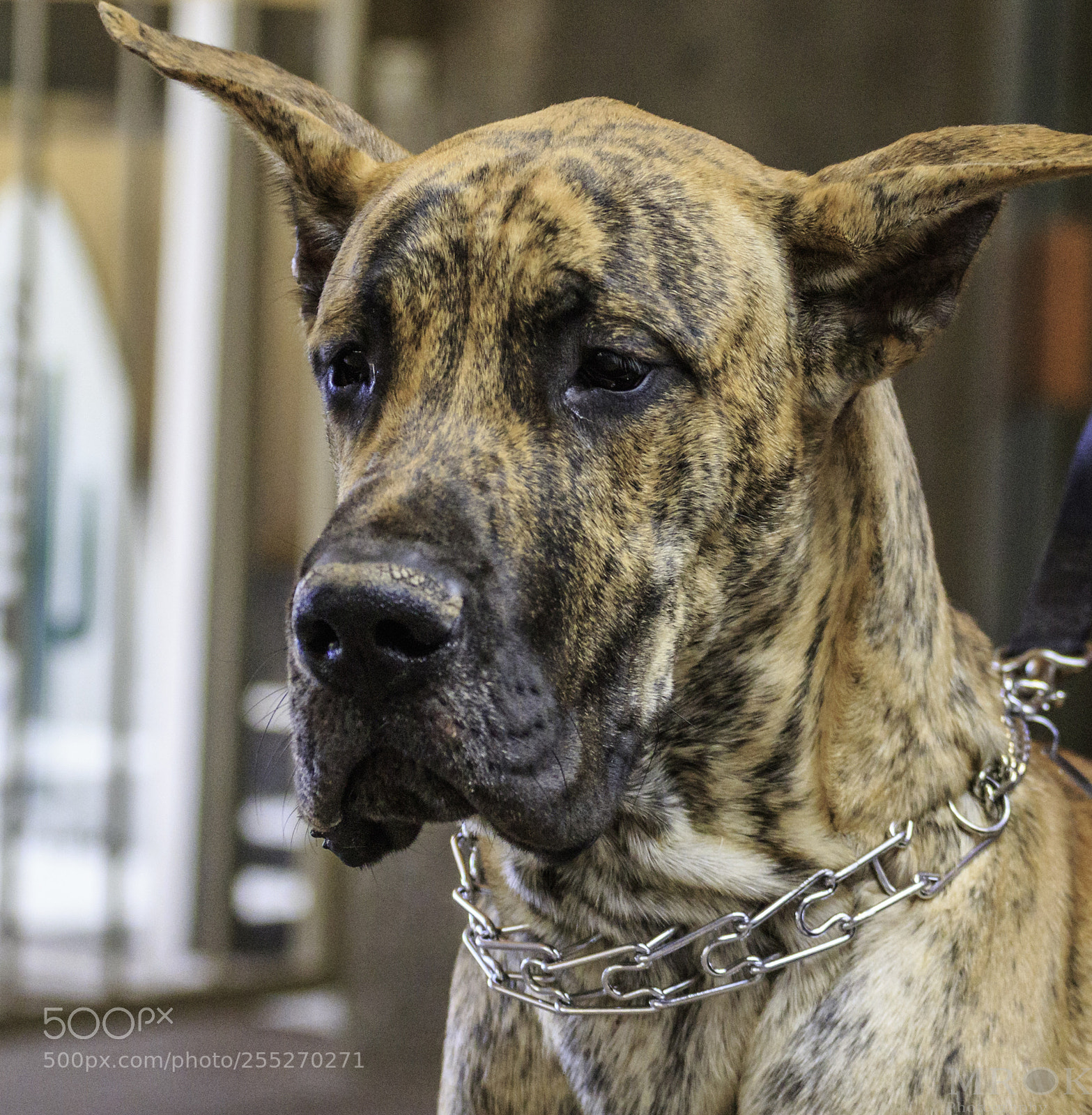 Canon EOS 7D Mark II sample photo. Evagdane photography