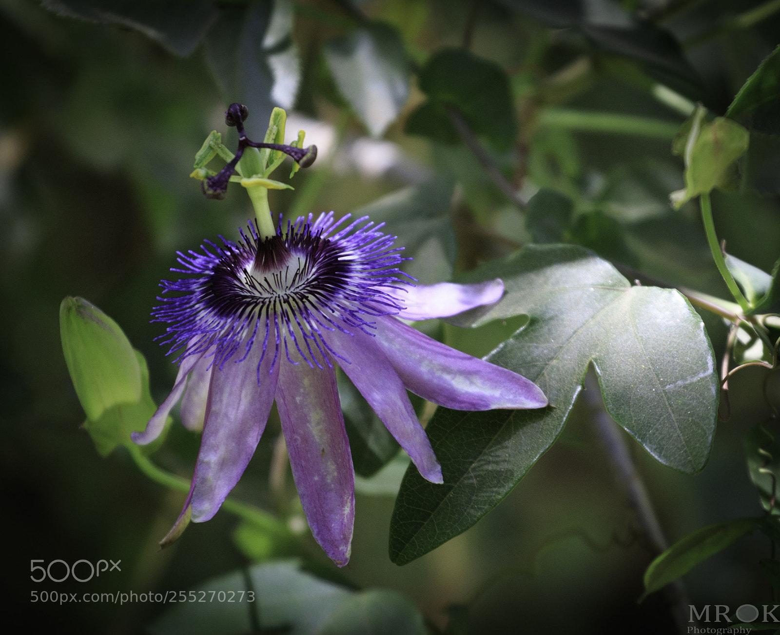 Canon EOS 7D Mark II sample photo. Evacoolflower photography