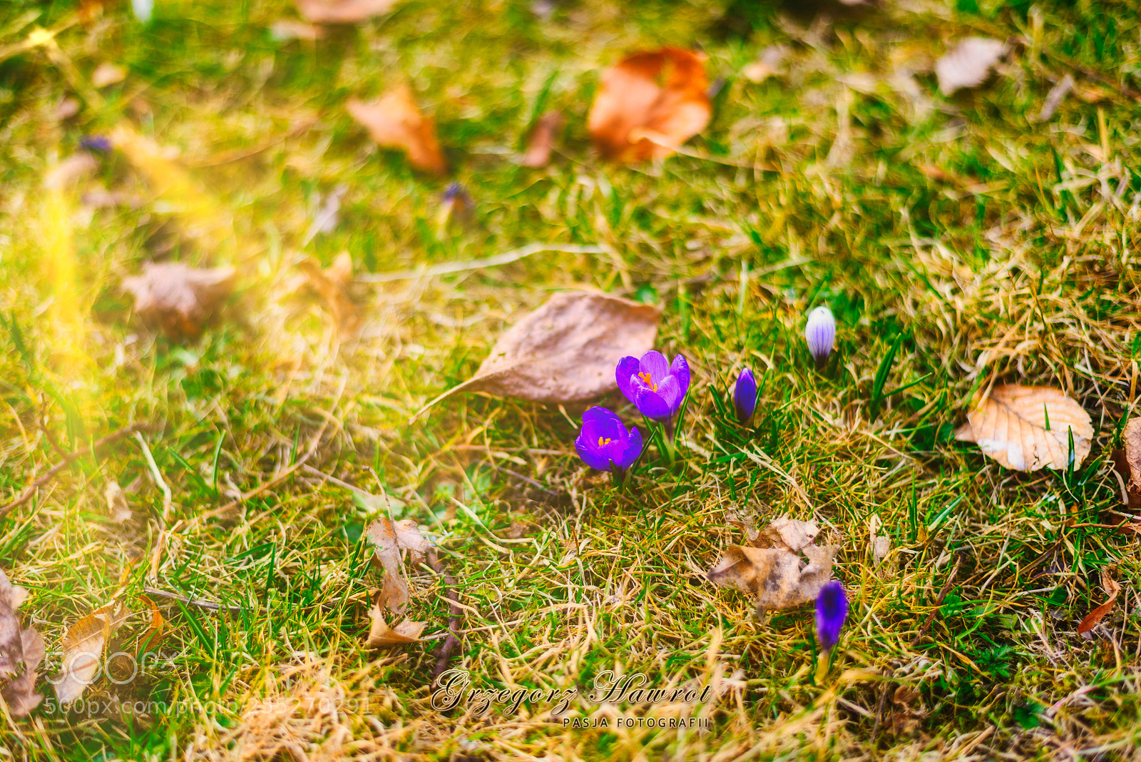 Nikon D800 sample photo. Krokusy wiosennie... park chopina photography