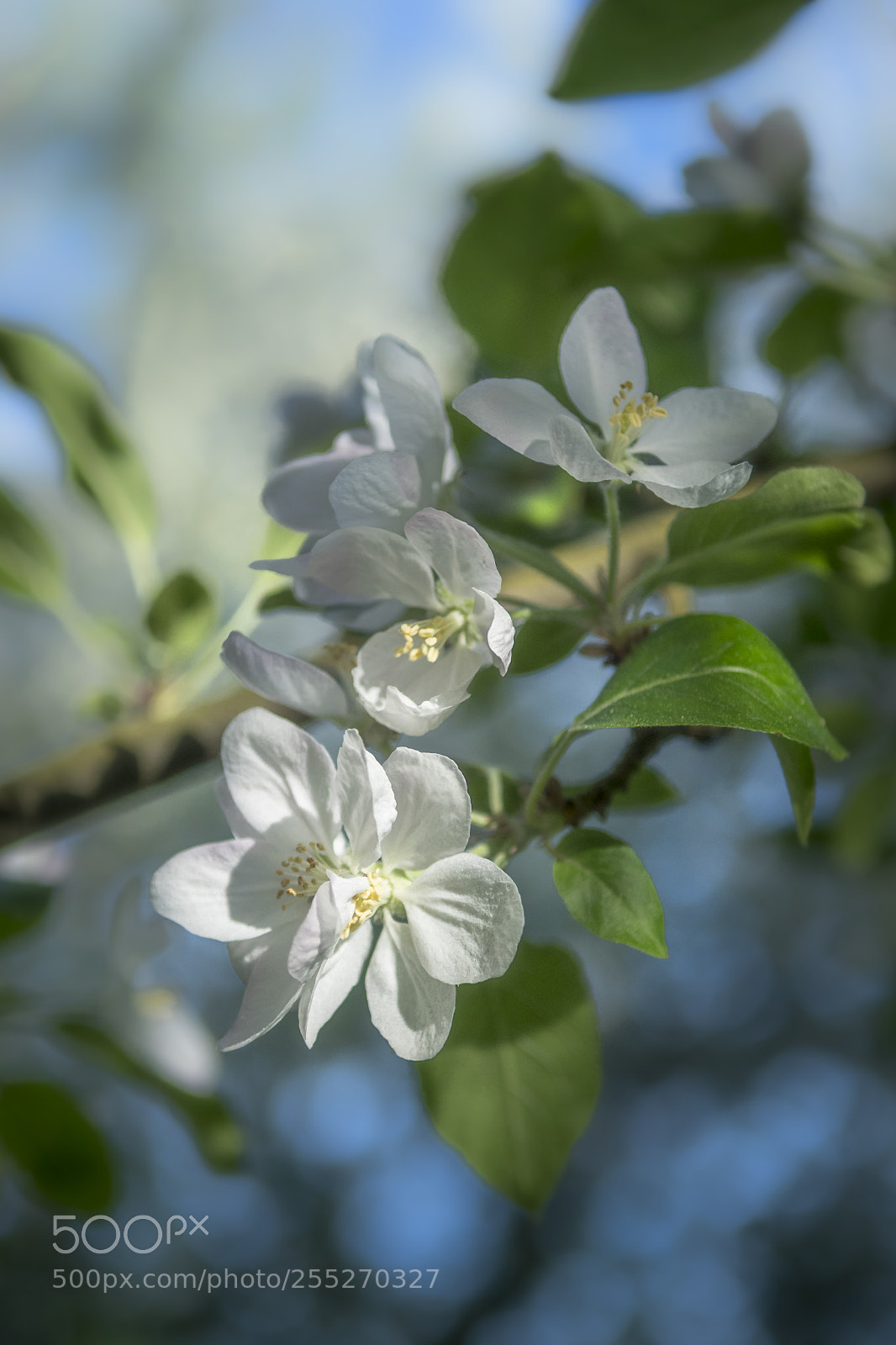 Nikon D500 sample photo. Blossom of an appletree photography