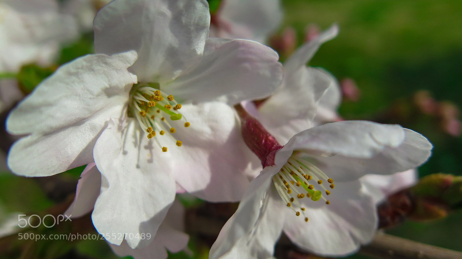 Canon PowerShot G16 sample photo. Cherry blossoms photography