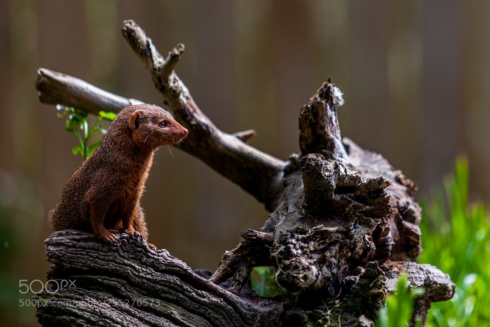 Canon EOS 5D Mark II sample photo. Mongoose photography