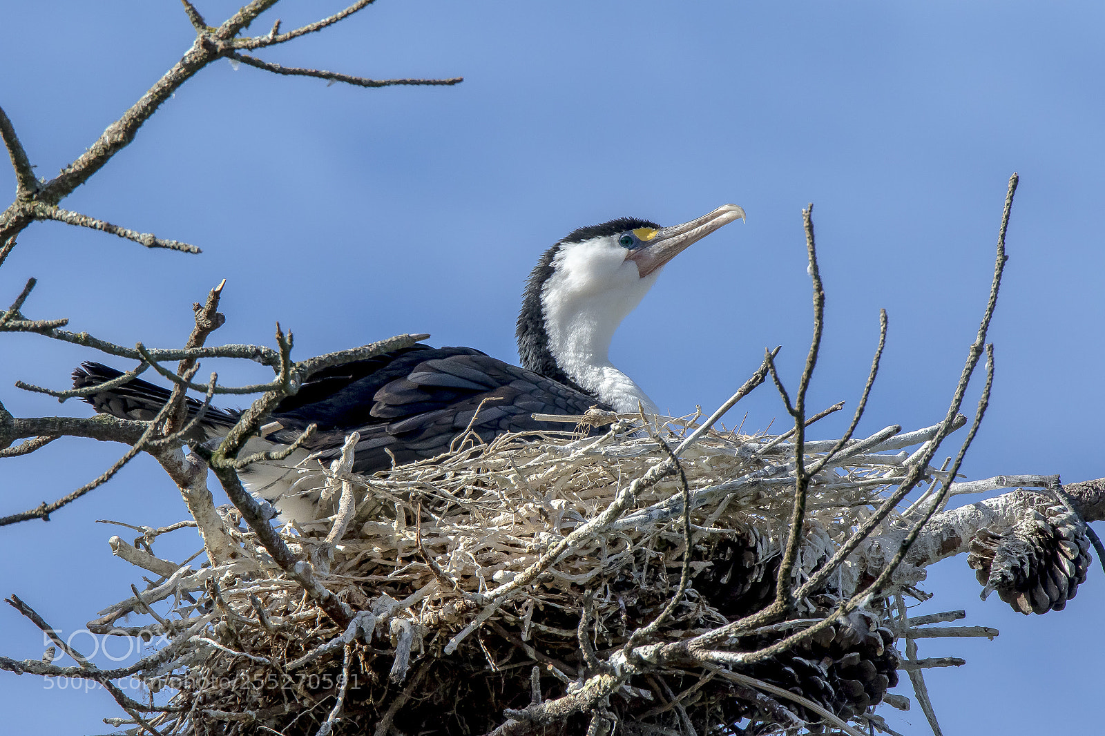 Canon EOS 7D Mark II sample photo. Pied shag photography