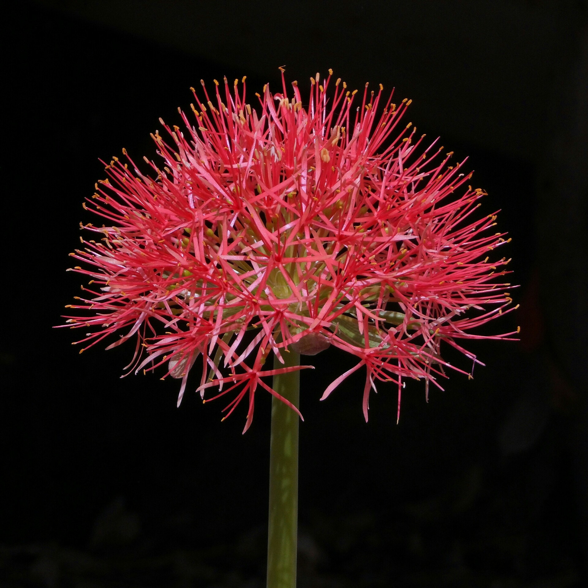 Samsung WB150 / WB150F / WB152 / WB152F / WB151 / WB151F / WB140 sample photo. Today full blooming my garden. blood lily, football lily flower photography