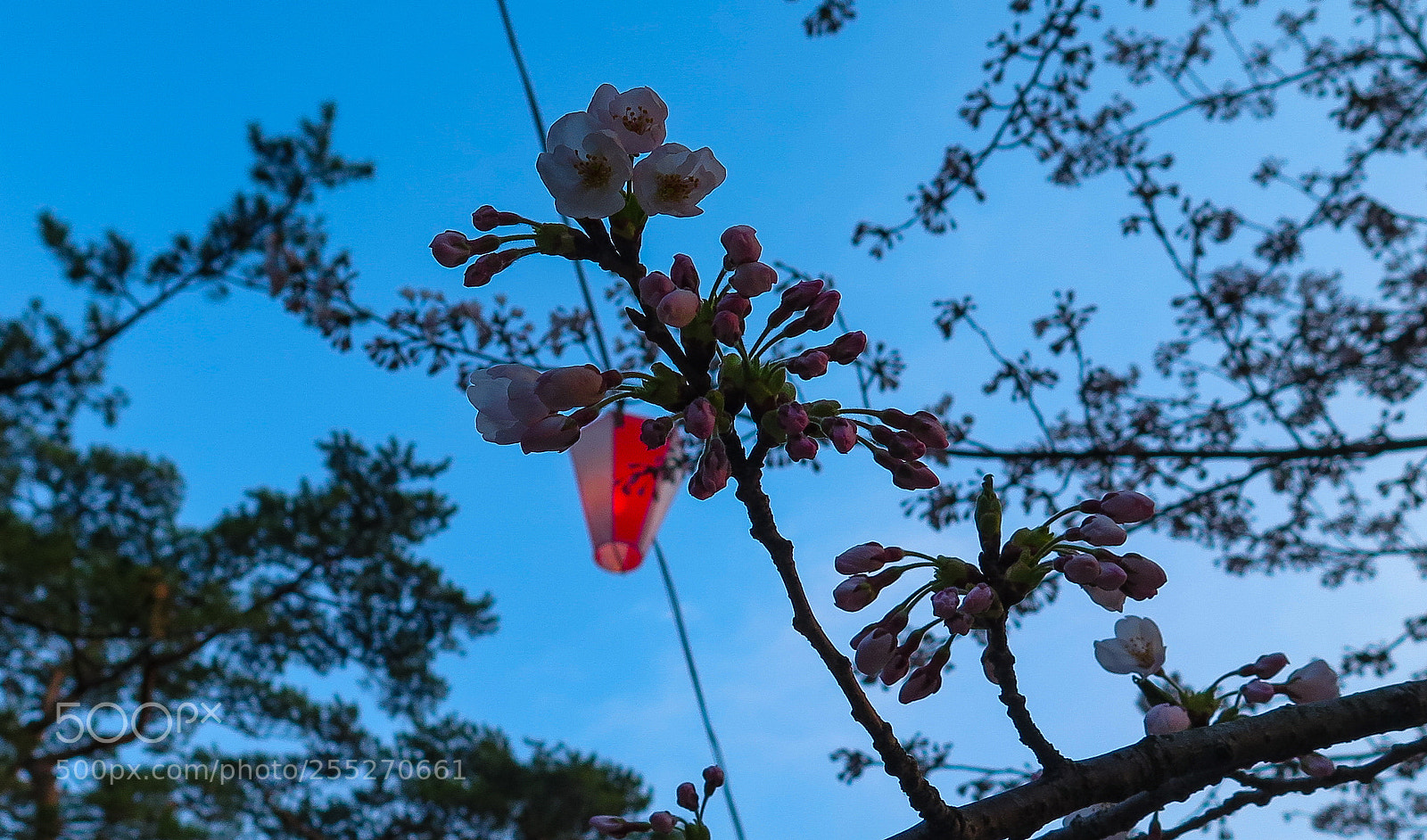 Canon PowerShot G16 sample photo. Cherry blossoms and lantern photography