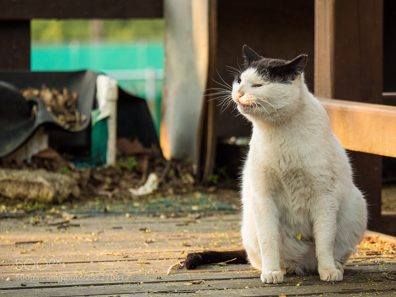 Panasonic Lumix DC-G9 sample photo. 노을 수염 길고양이 photography